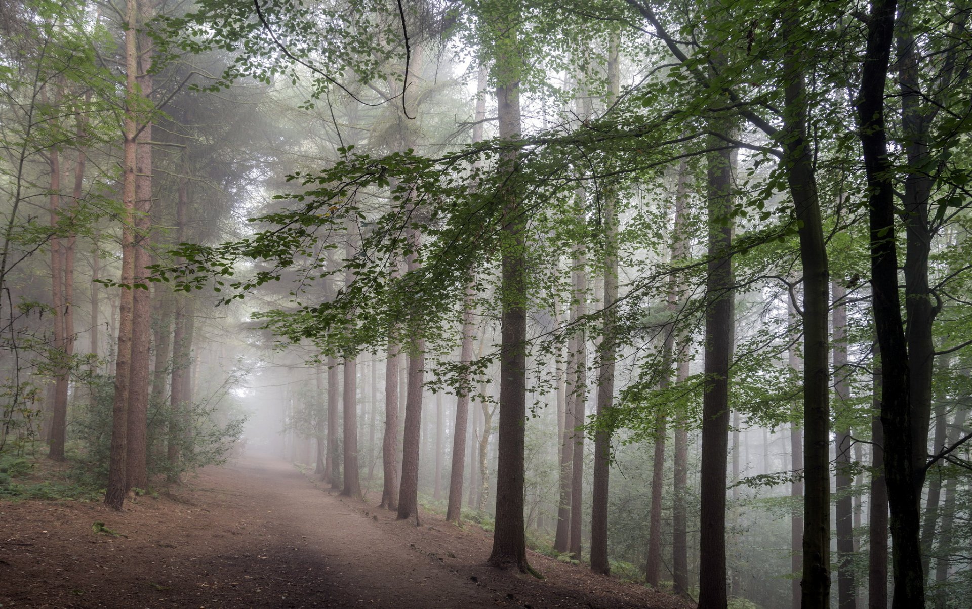 forest fog nature