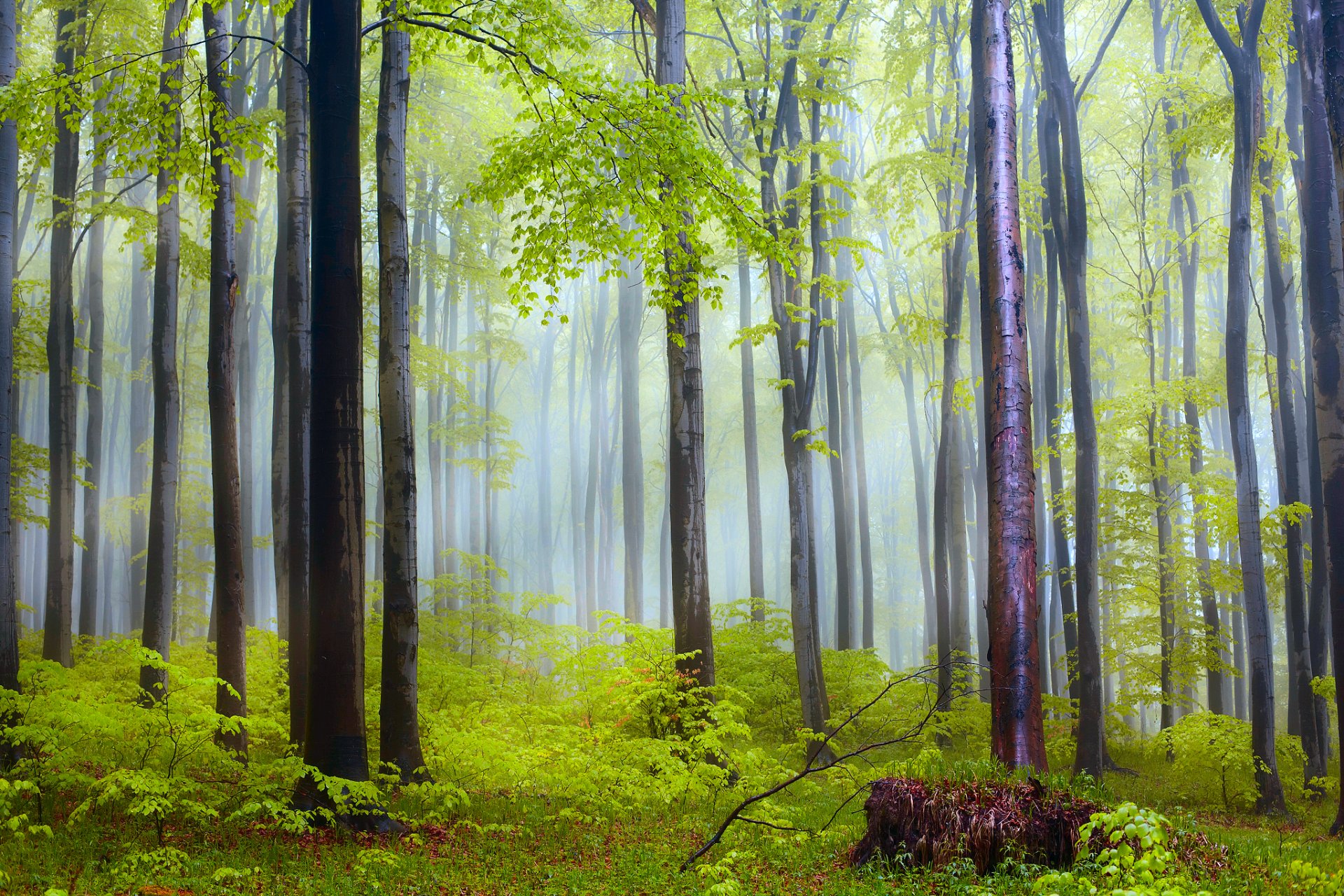 nature forêt matin brume après pluie