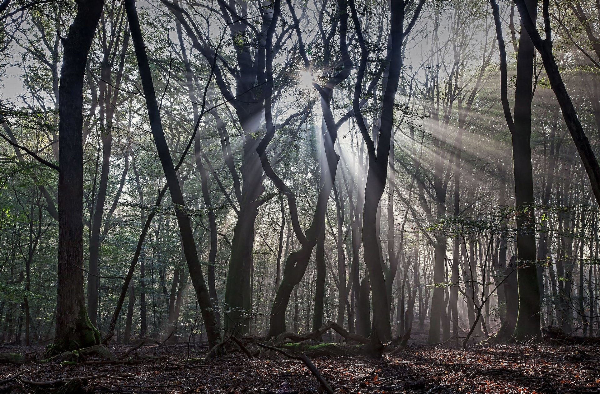 primavera foresta raggi del sole luce ombre