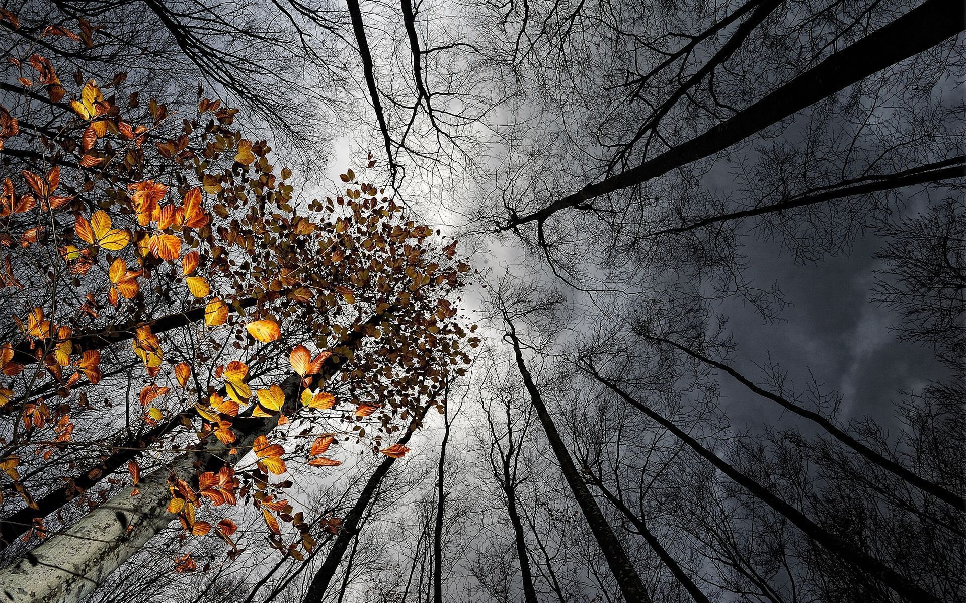 ciel nuages arbres feuilles automne