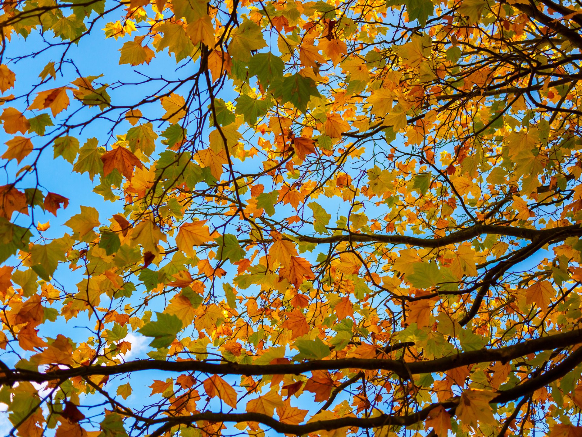 ciel arbre branches feuilles automne