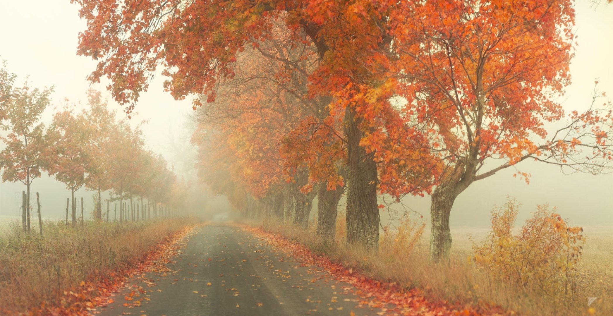 strada rossa robin de blanche strada autunno fogliame alberi nebbia