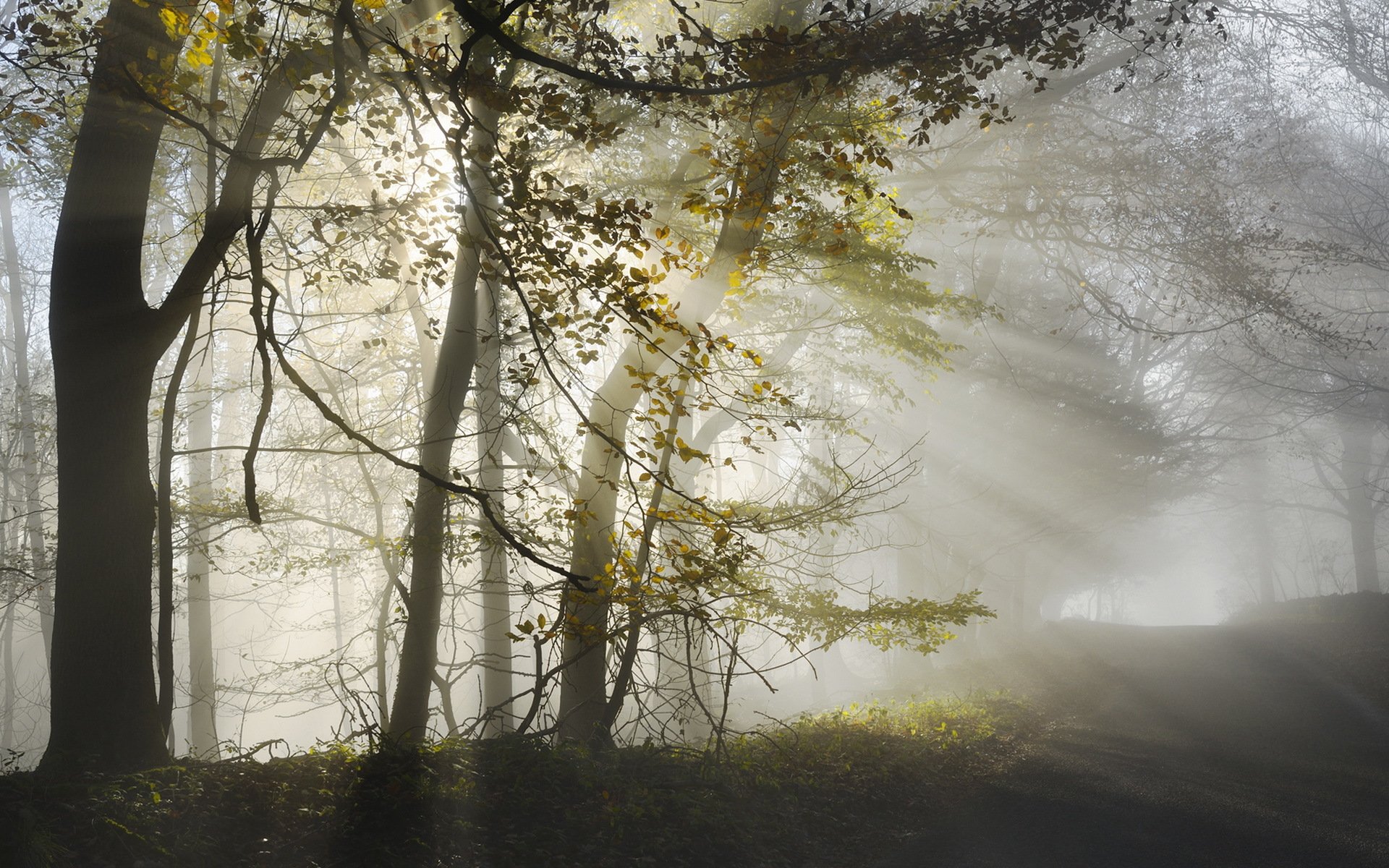 morning fog road light autumn nature