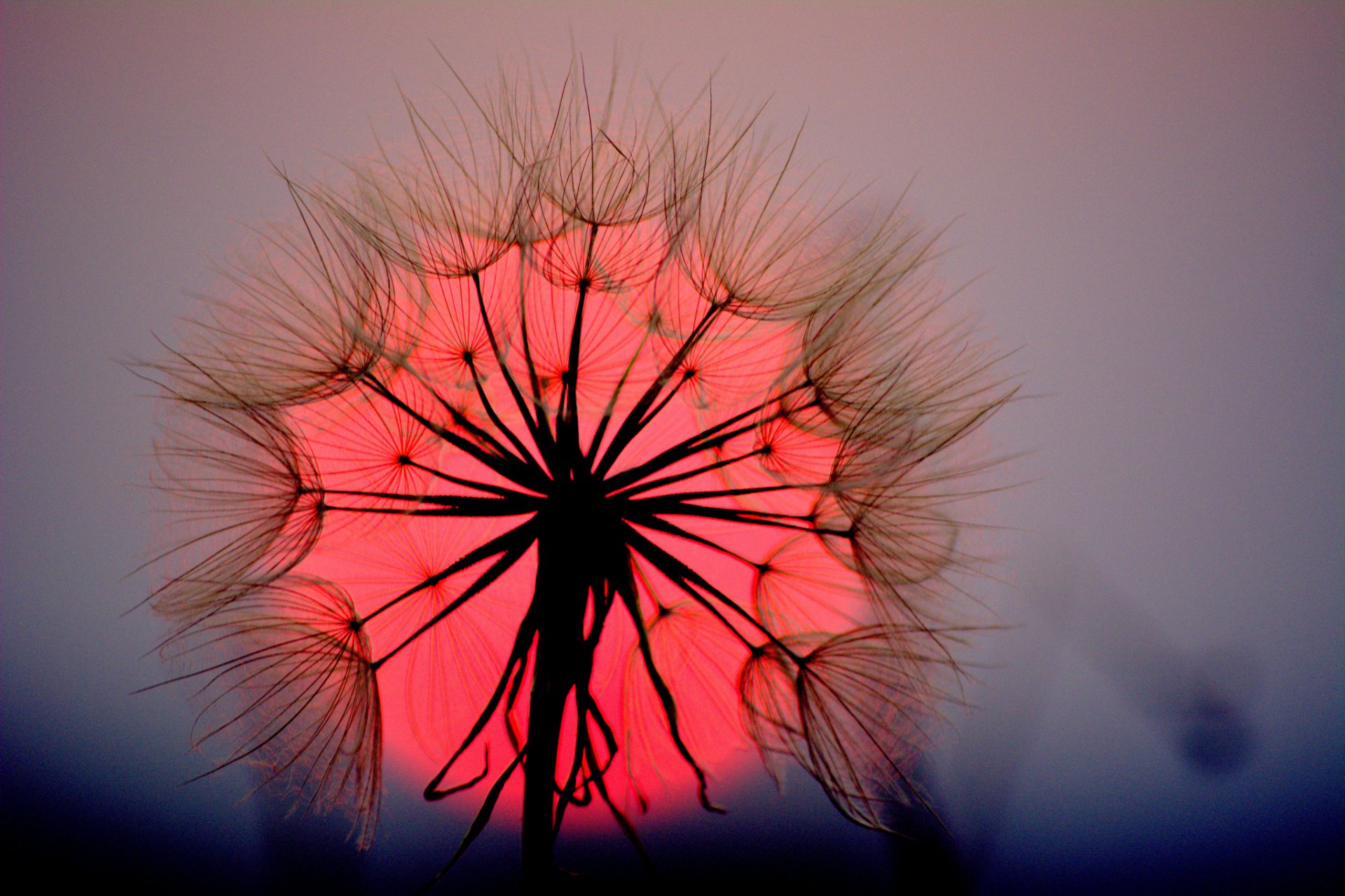 blume löwenzahn stier sonne sonnenuntergang makro