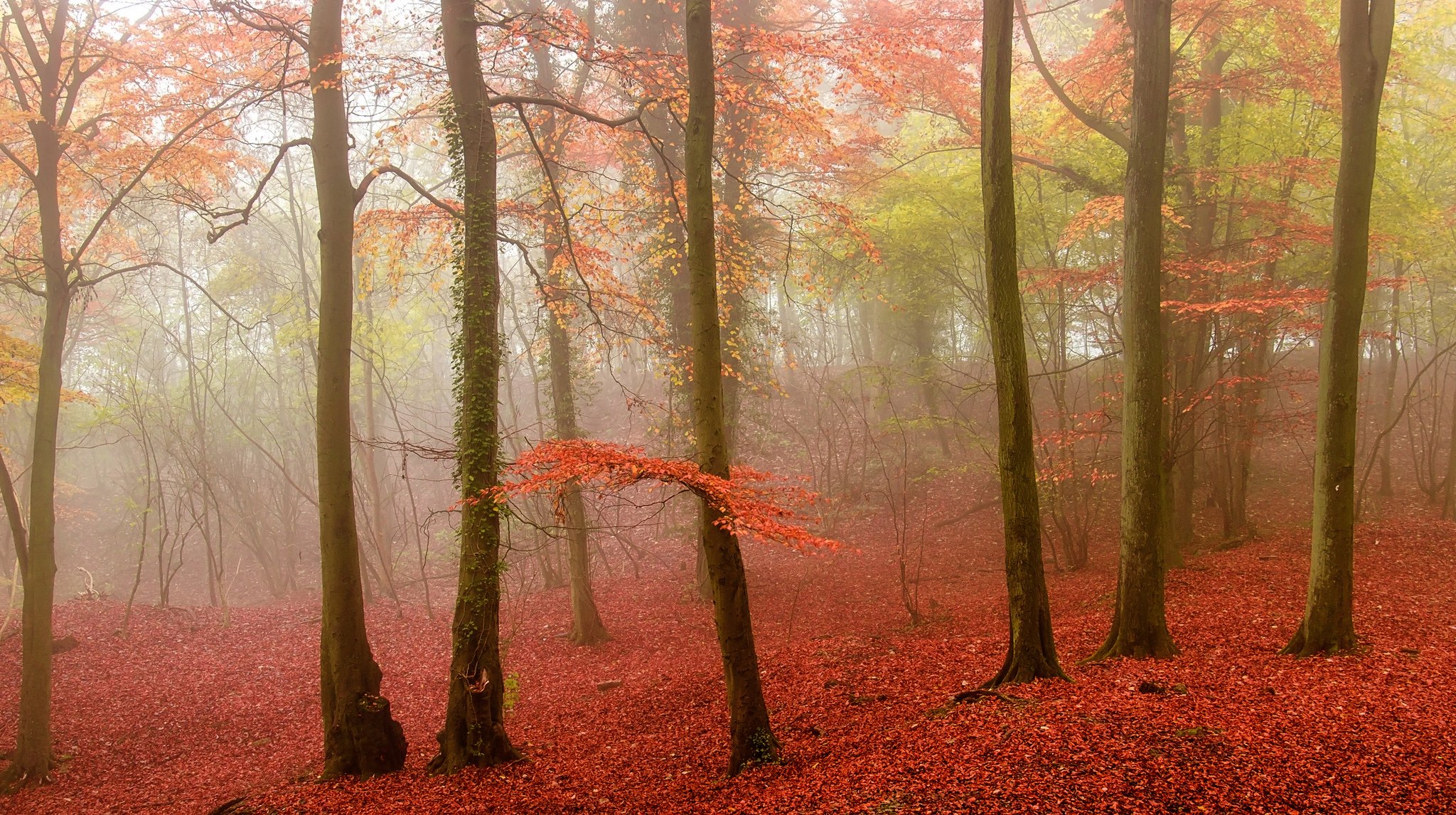 forest tree leaves autumn fog