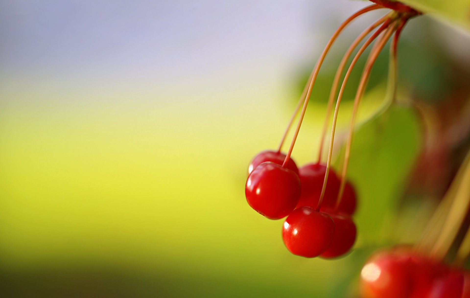 red wild berries nature