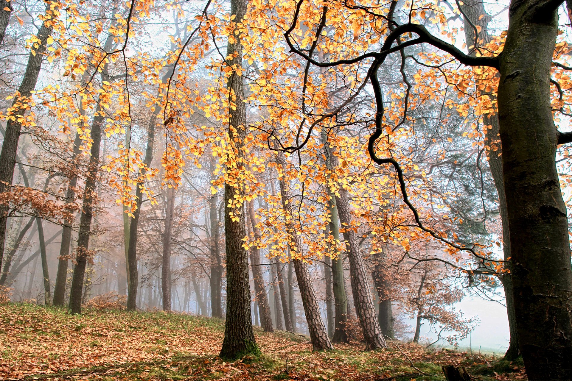 forest fog tree leaves autumn