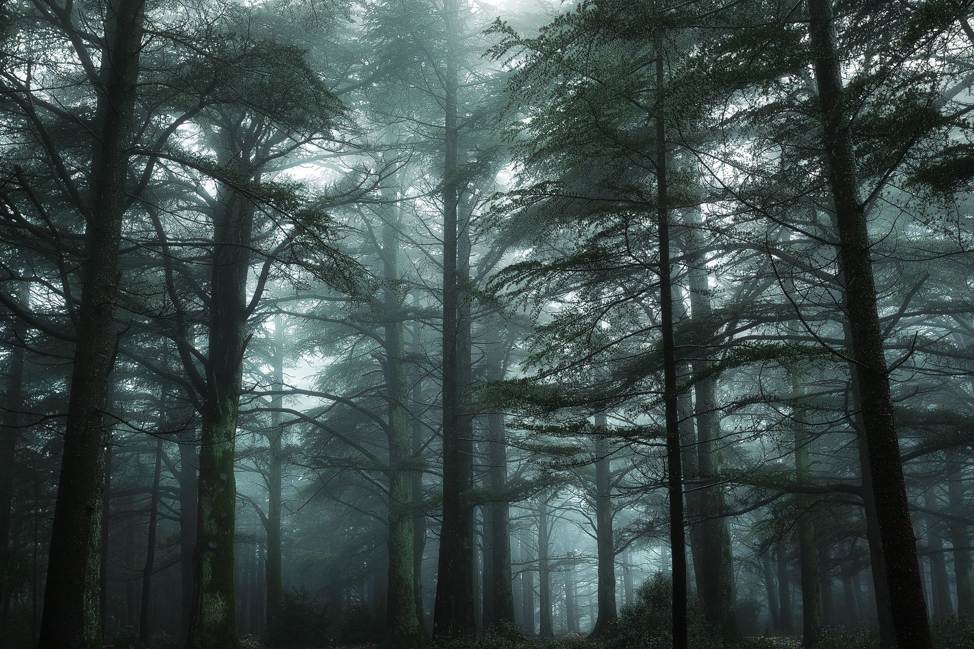 david bouscarle bonnier forêt france vert luberon brouillard mousse nikon provence arbre verdure brume arbres