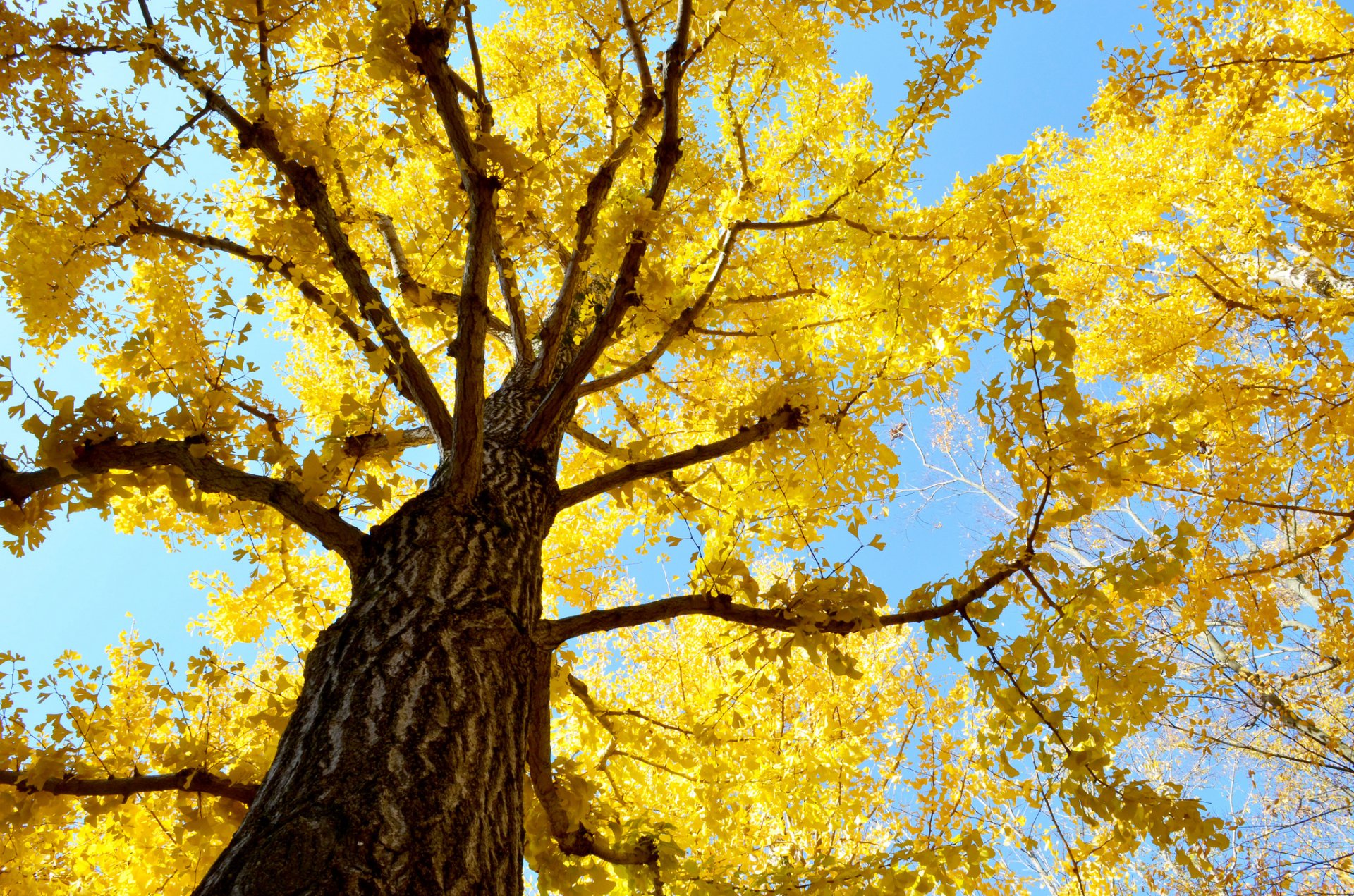 cielo albero tronco corona foglie autunno