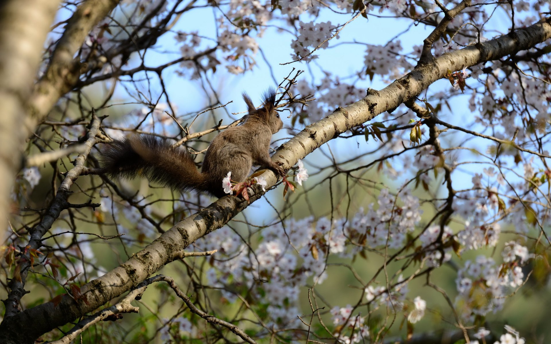 scoiattolo albero primavera natura