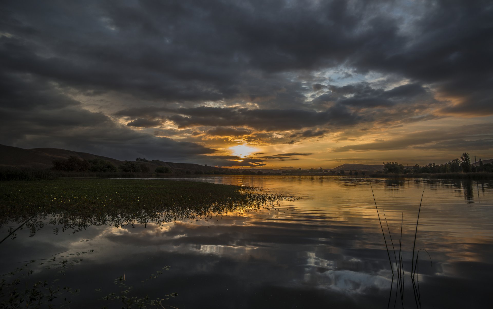 forest lake nature dawn