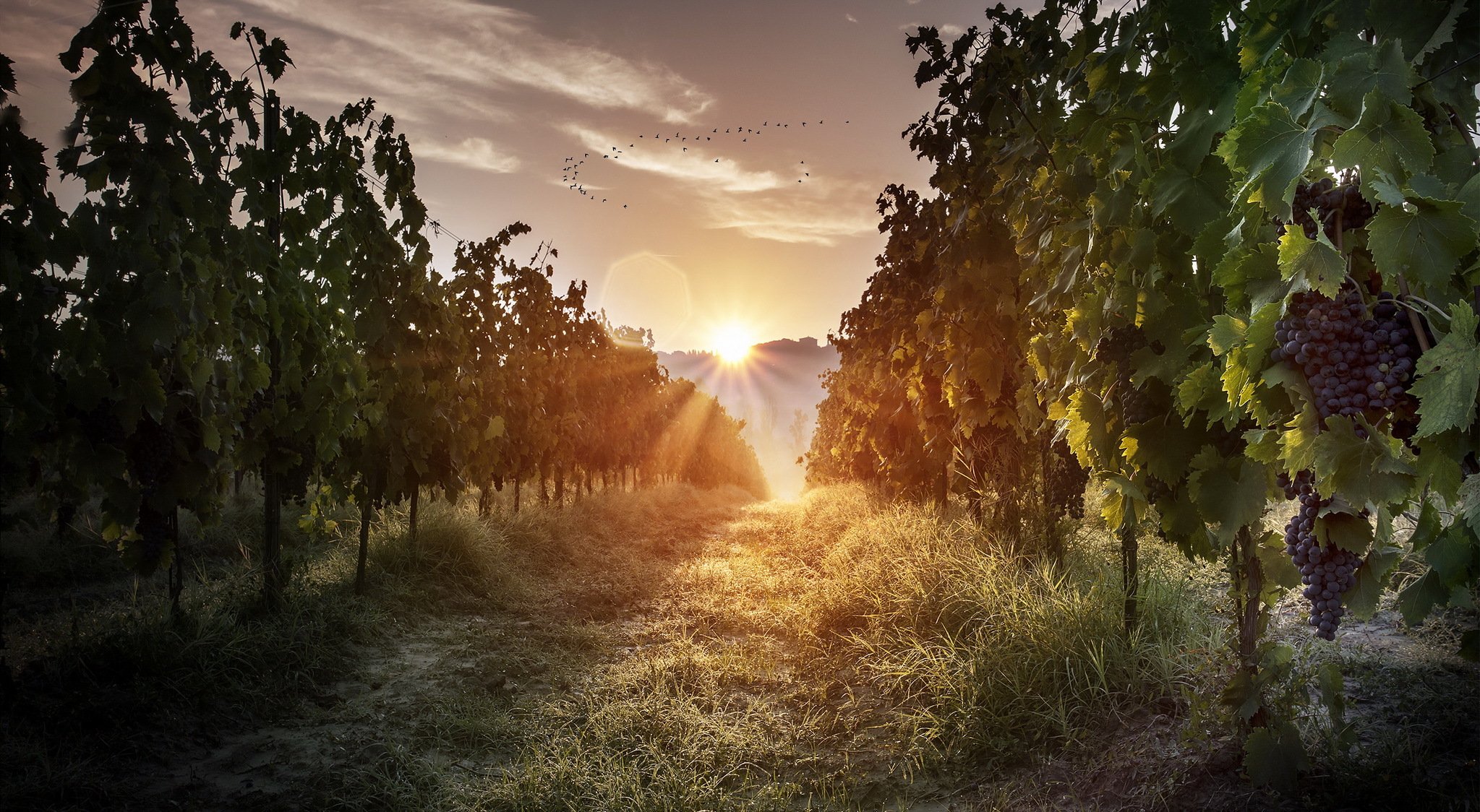 matin lumière raisin nature paysage