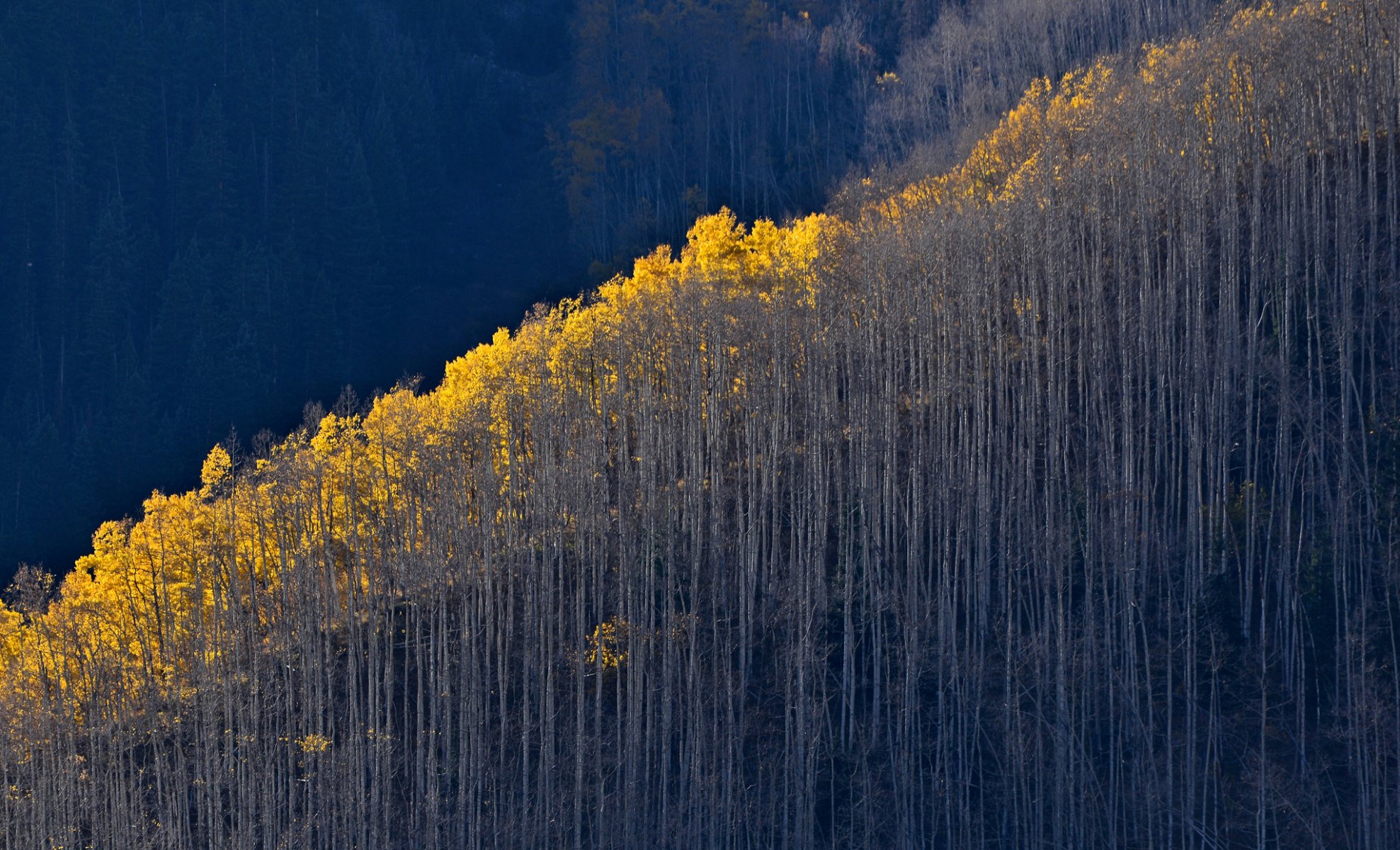 forest tree slope mountain autumn