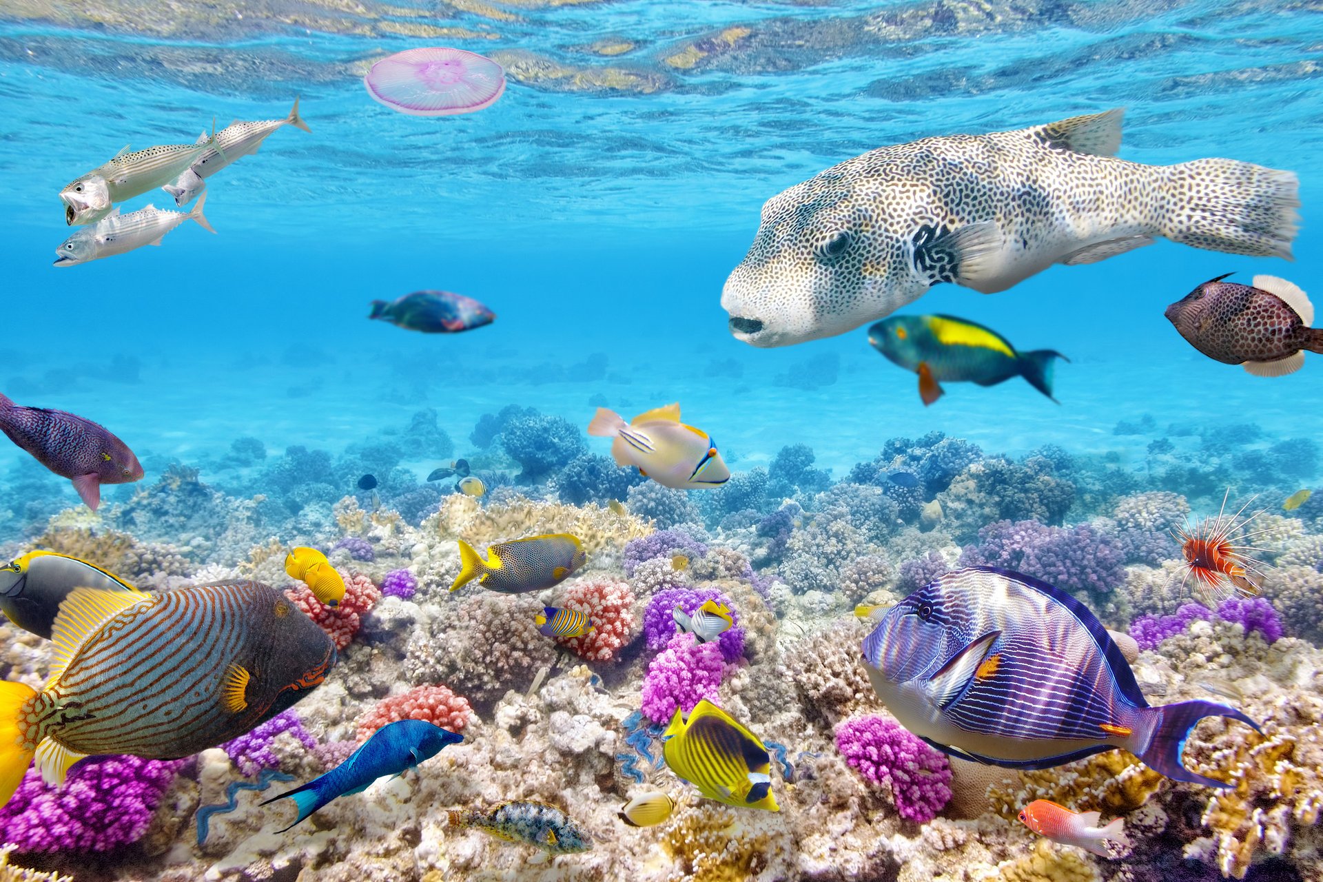 water world coral reef tropical ocean underwater world fish coral reef