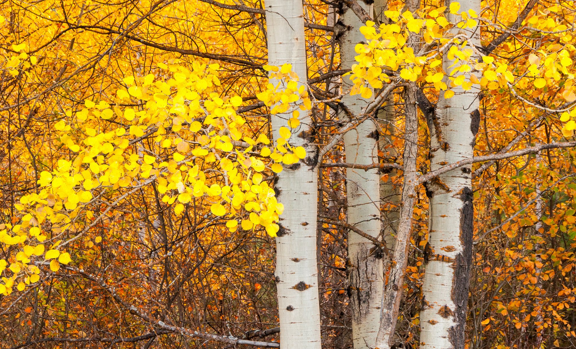 tree aspen trunk leaves autumn