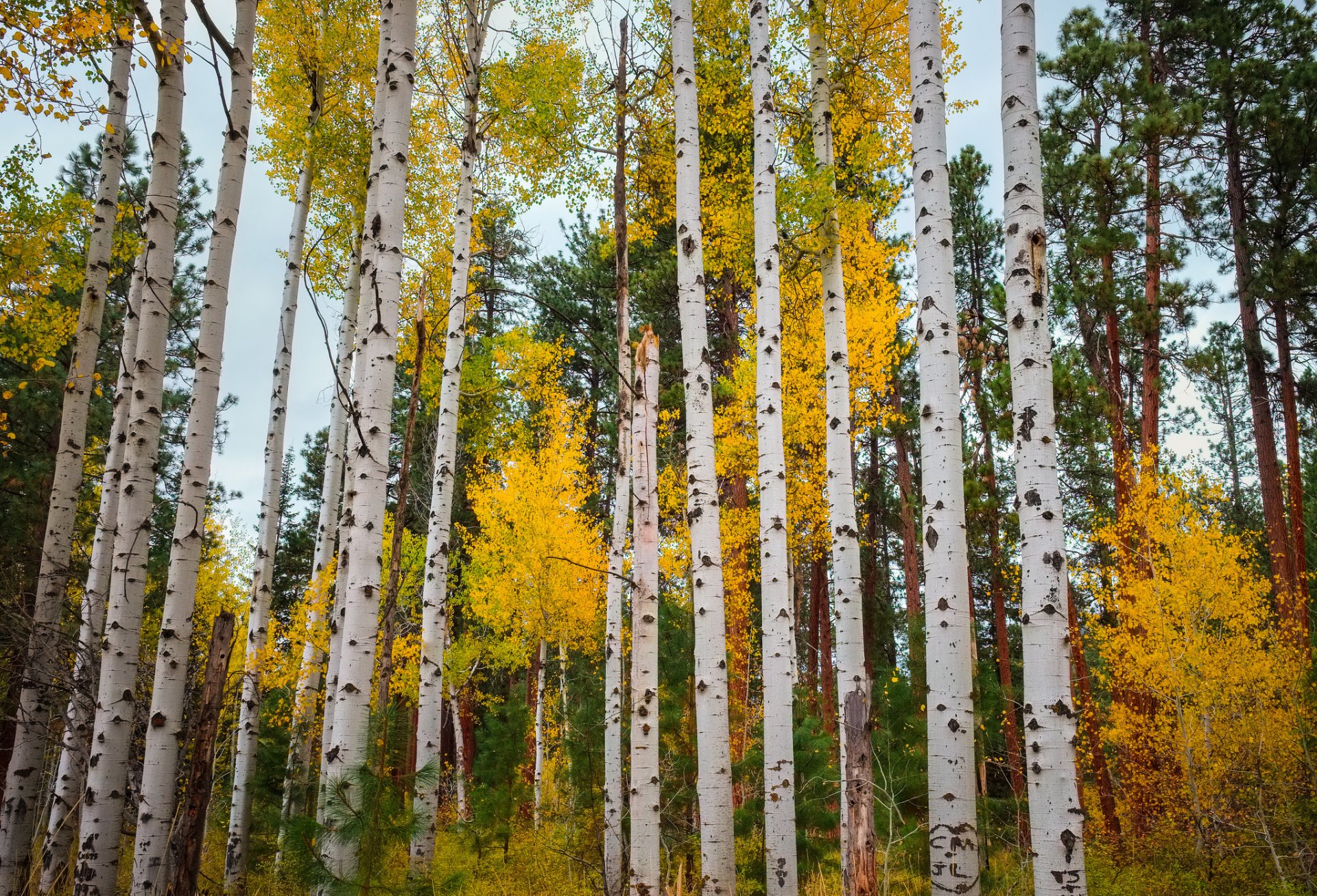 aspen colorado usa wald espe blätter herbst bäume