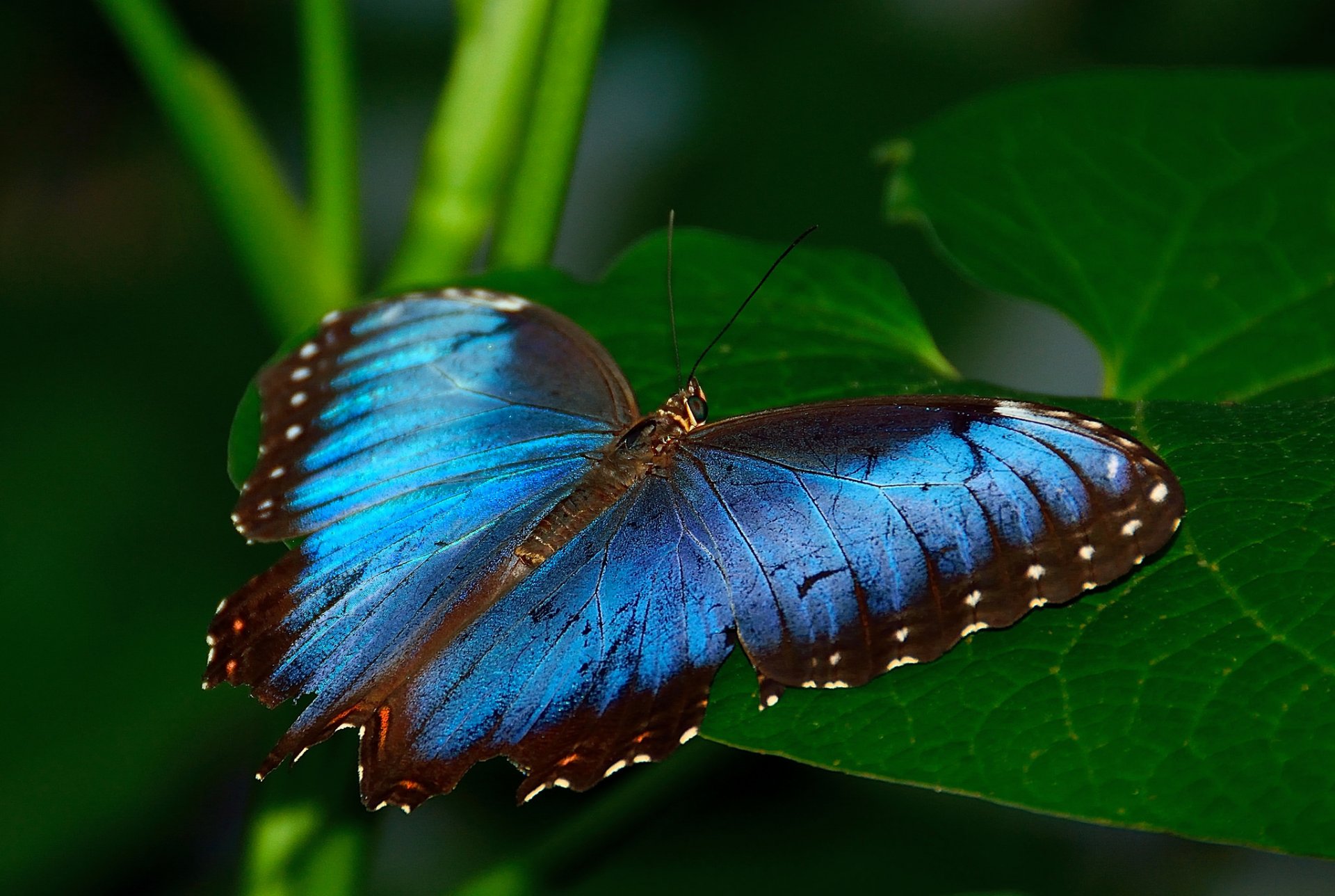 roślina liść motyl owad