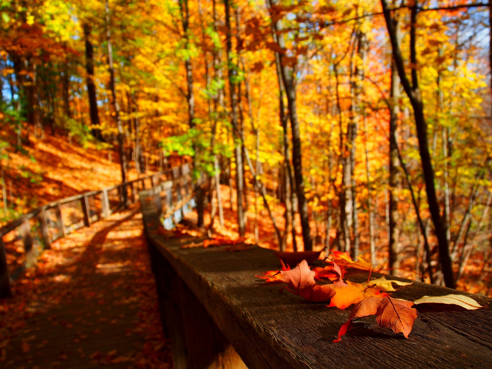 nature trees leaves colorful road autumn fall colors walk