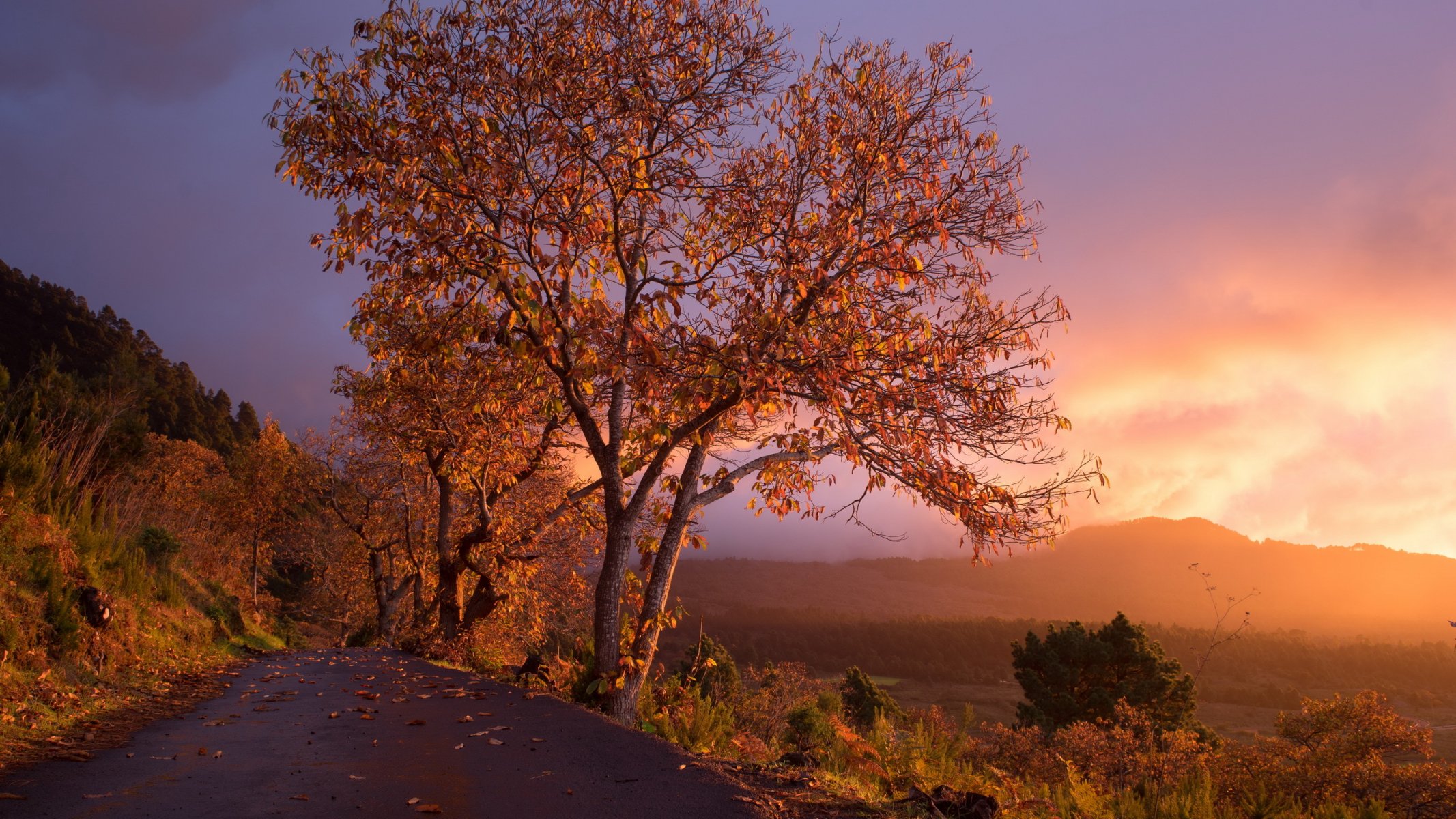 coucher de soleil route arbre