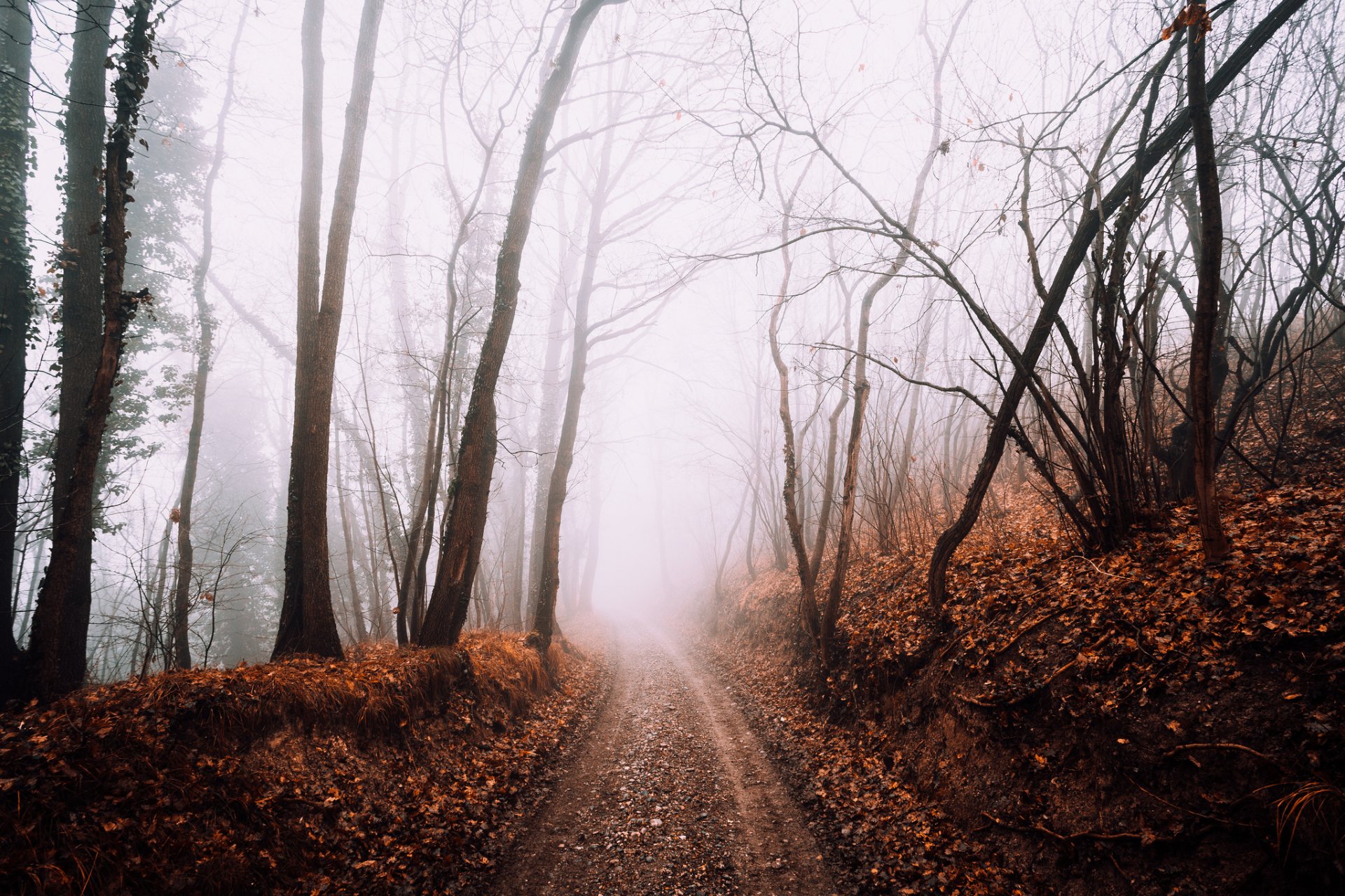 strada foresta nebbia