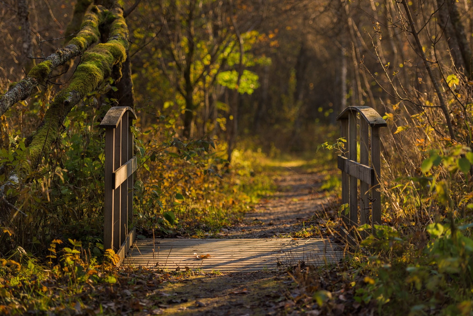 puente naturaleza otoño