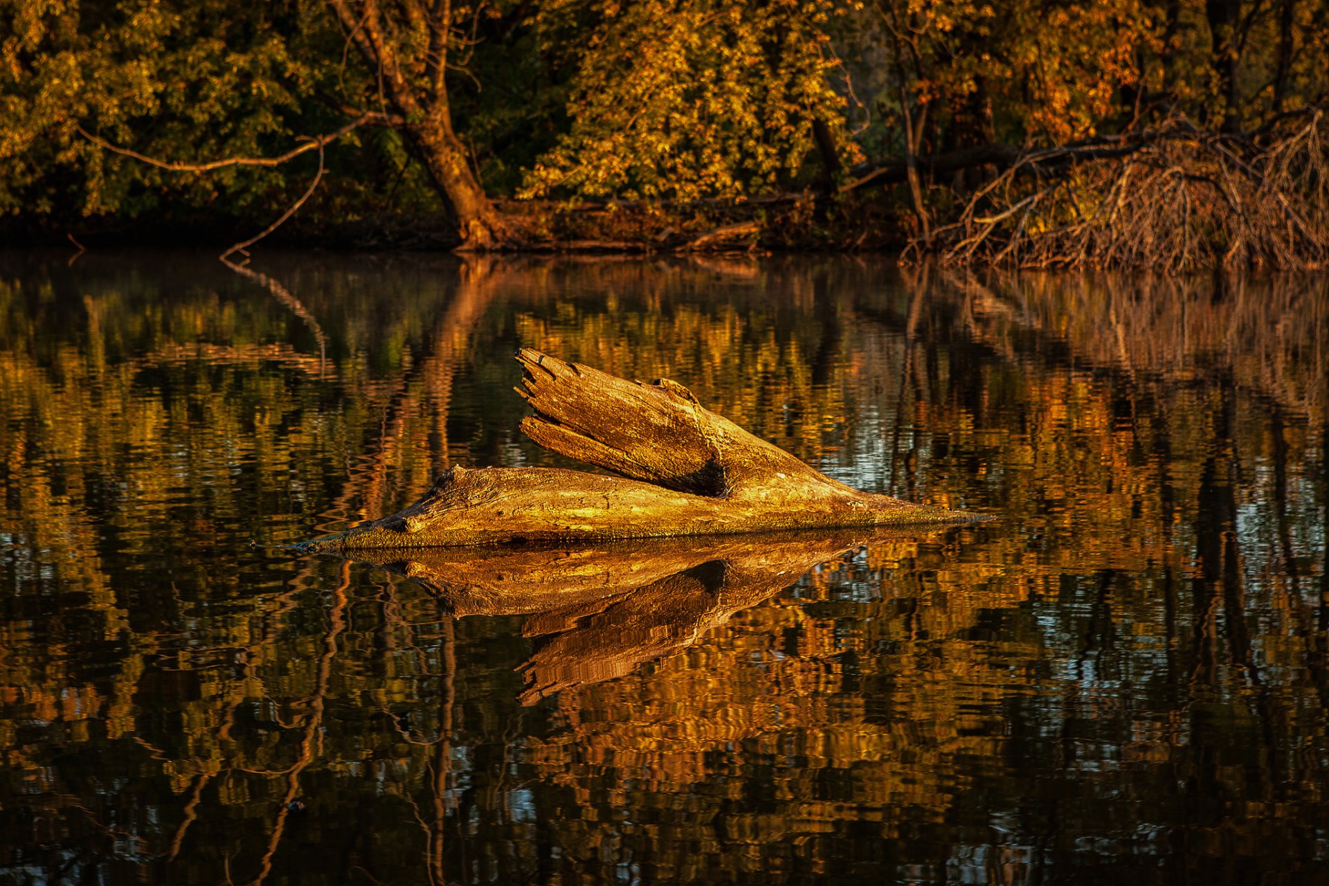 forêt étang lac arbres bois flotté automne réflexion