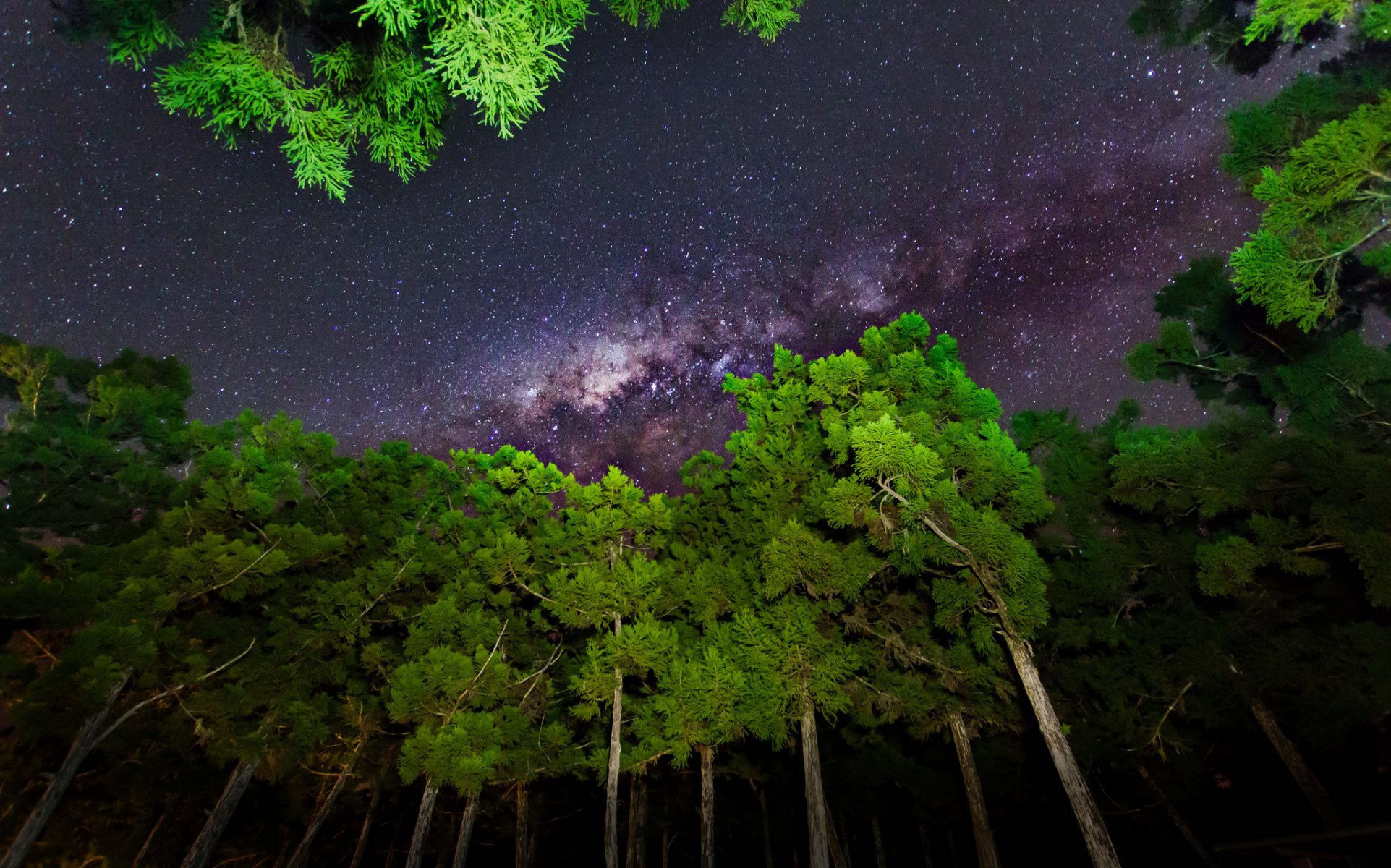 ky star night light tree