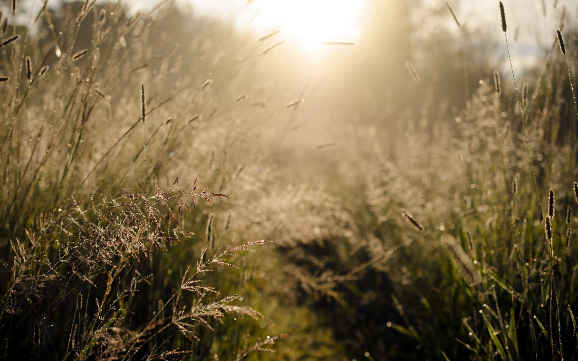 morgen licht gras natur