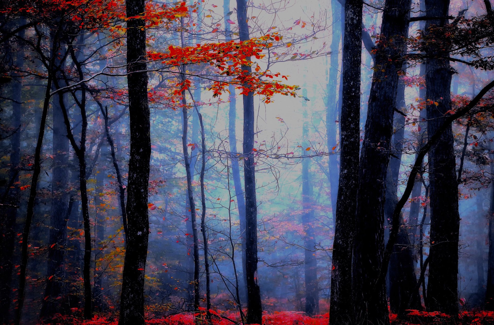 blaue atmosphäre herbst wald