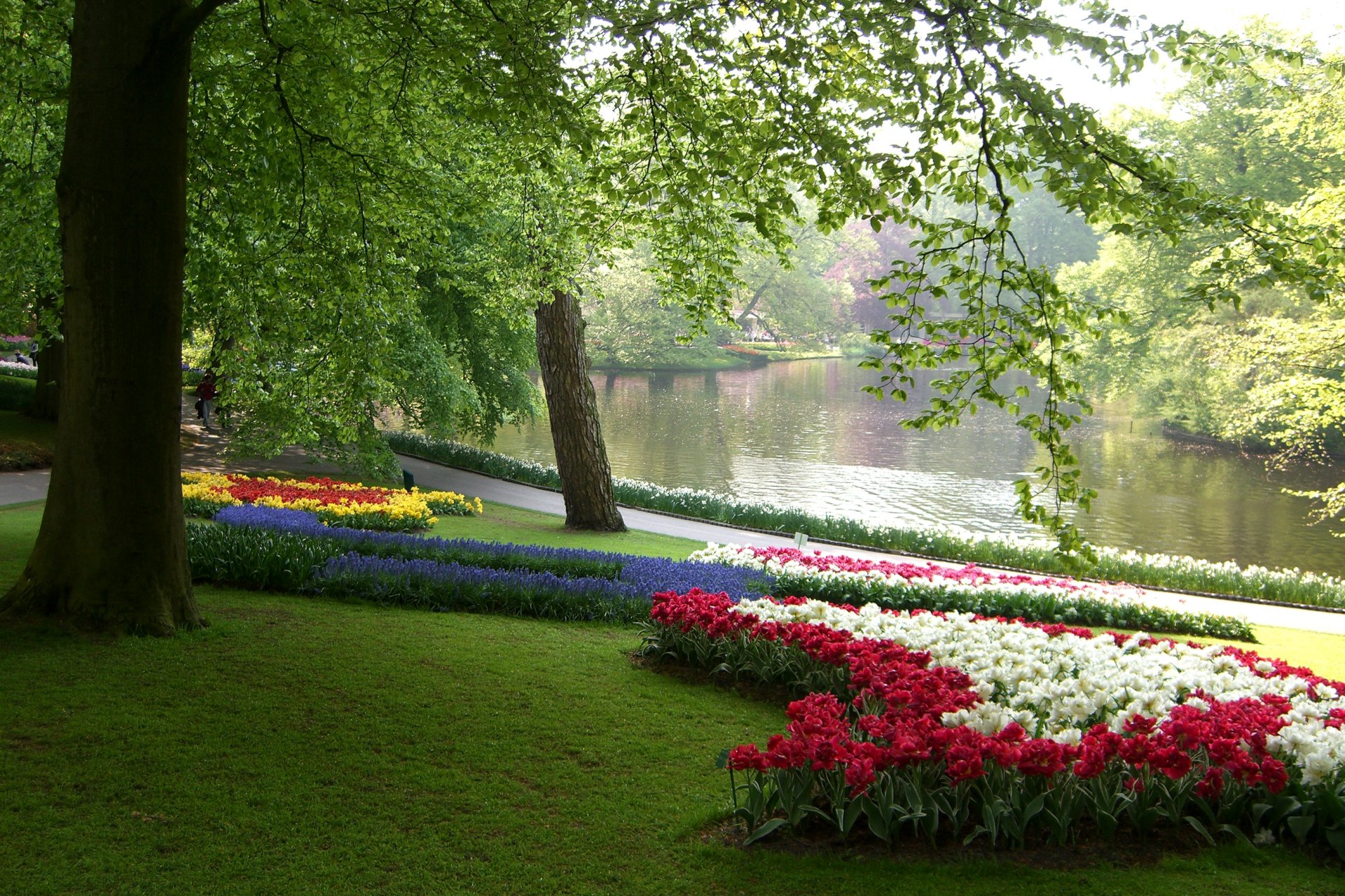 paesi bassi parco keukenhof stagno alberi rami foglie verde erba aiuole fiori multicolori narcisi tulipani