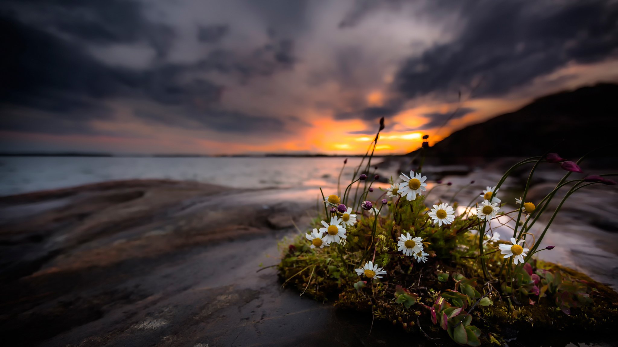 gänseblümchen blumen ufer