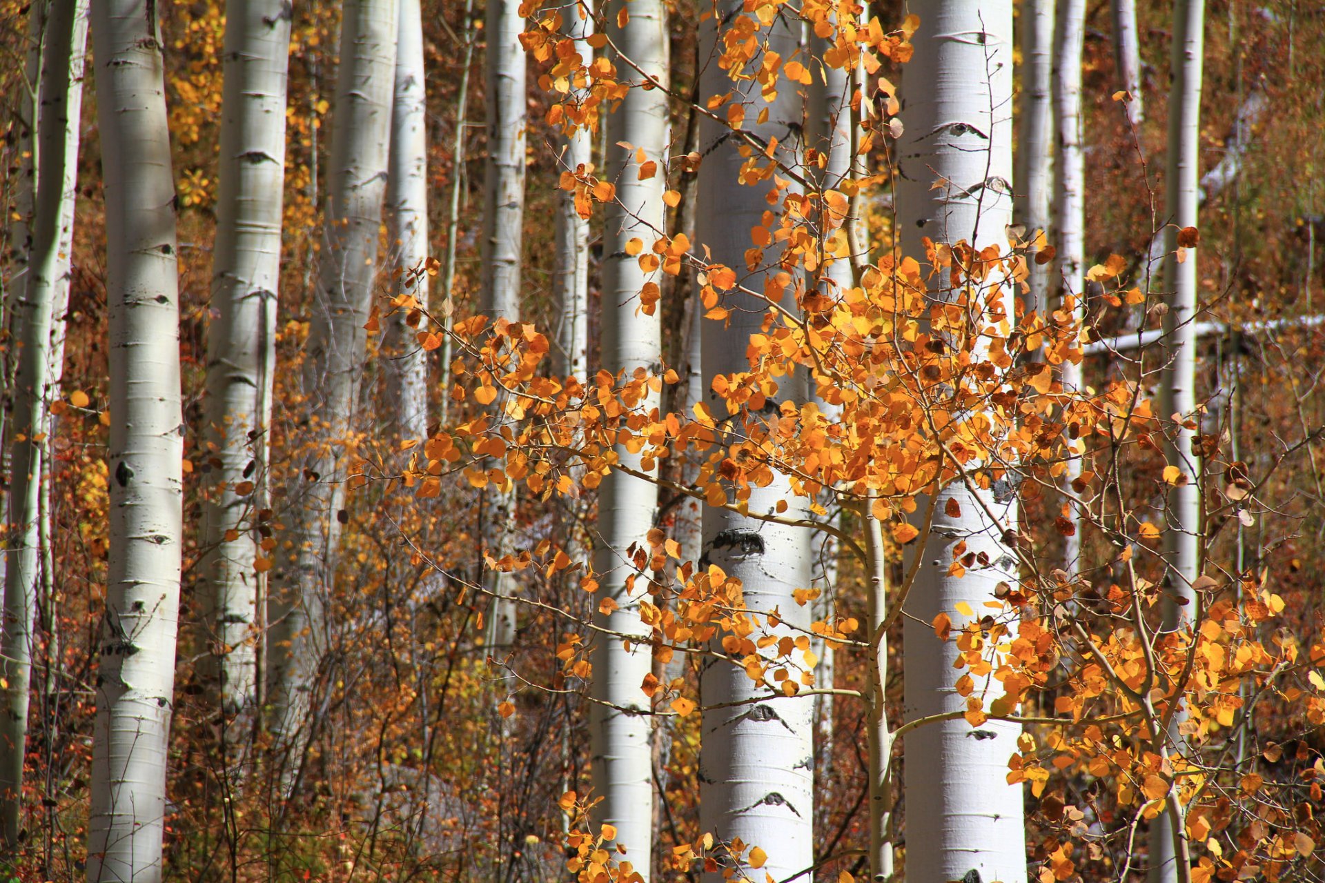 aspen colorado estados unidos bosque álamo temblón hojas otoño