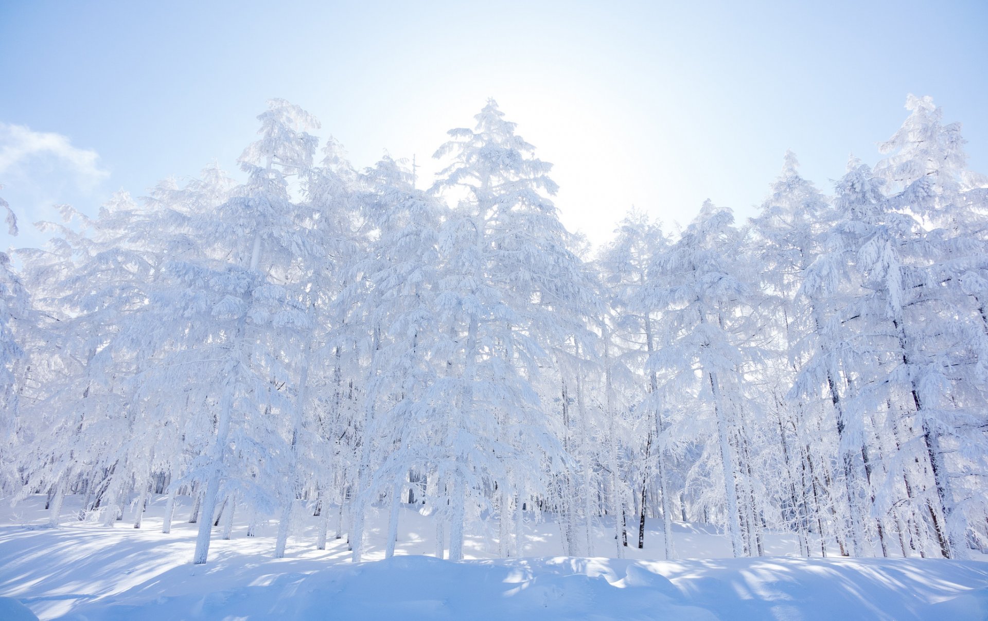 ciel matin forêt hiver arbres neige