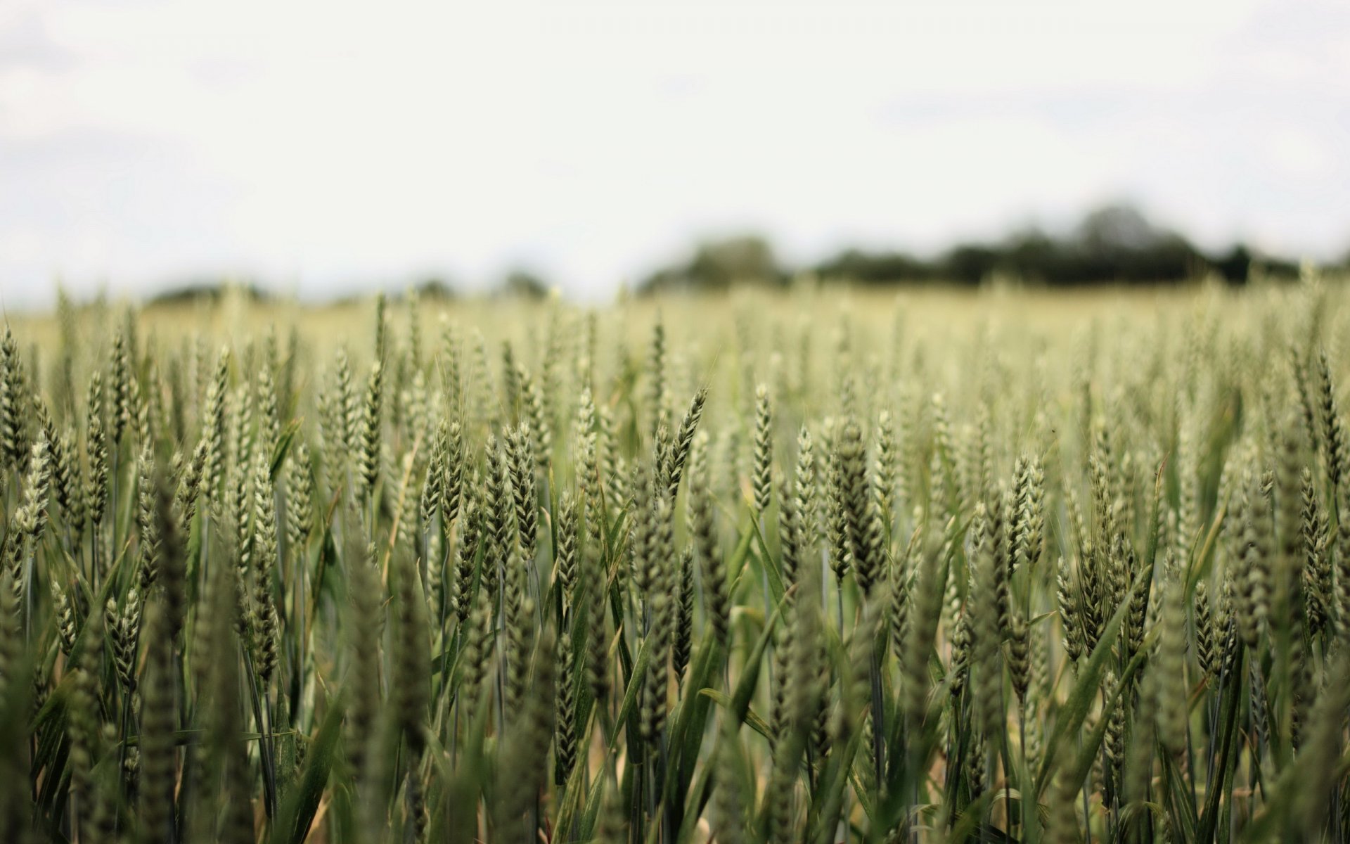 feld ohren natur landschaft sommer