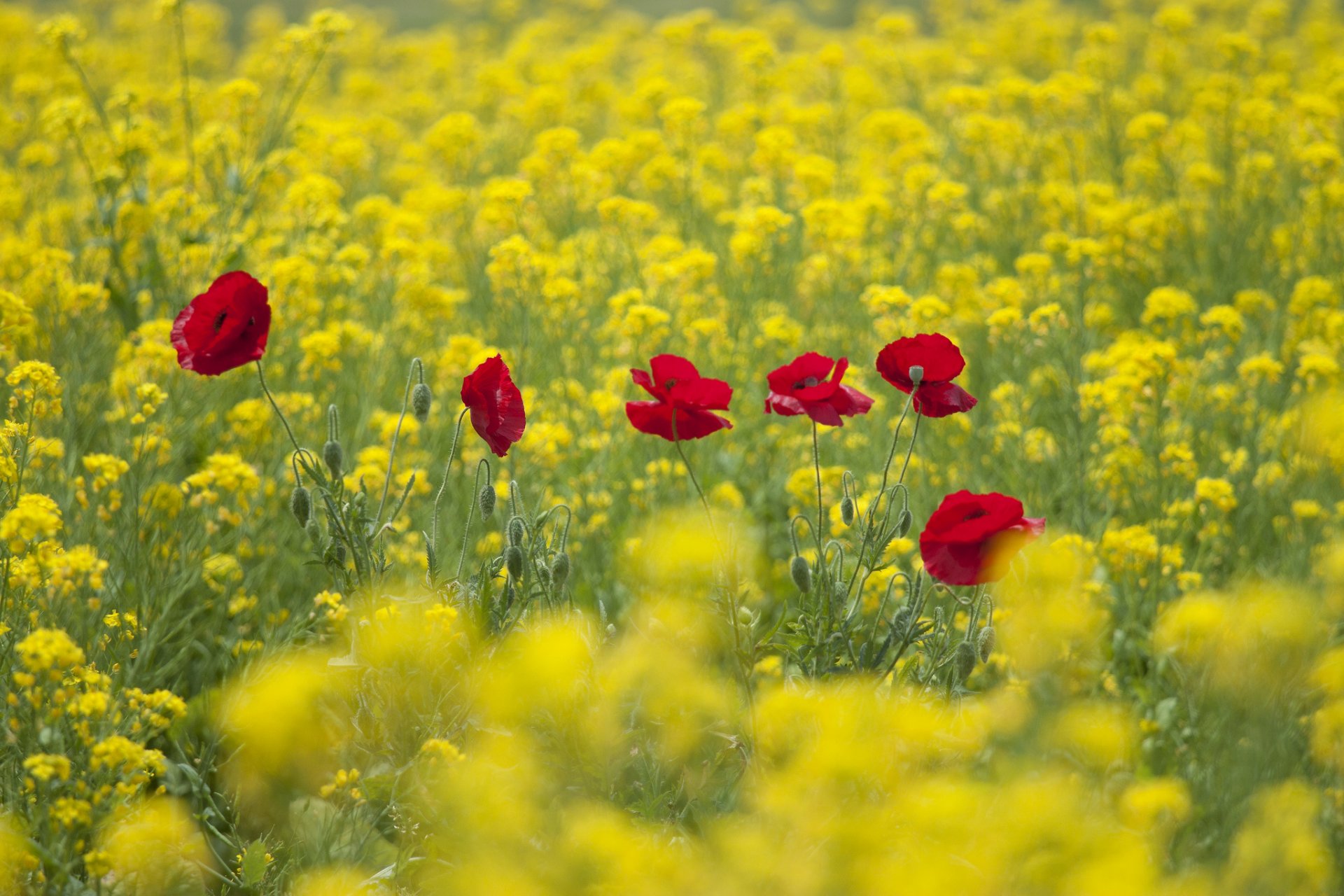 feld blumen raps mohn