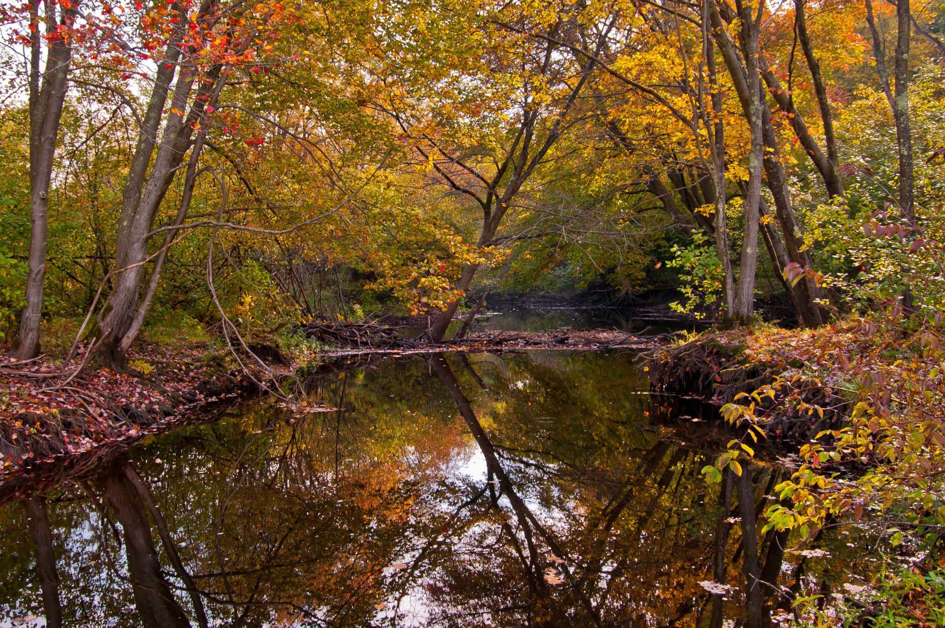 otoño bosque río árboles