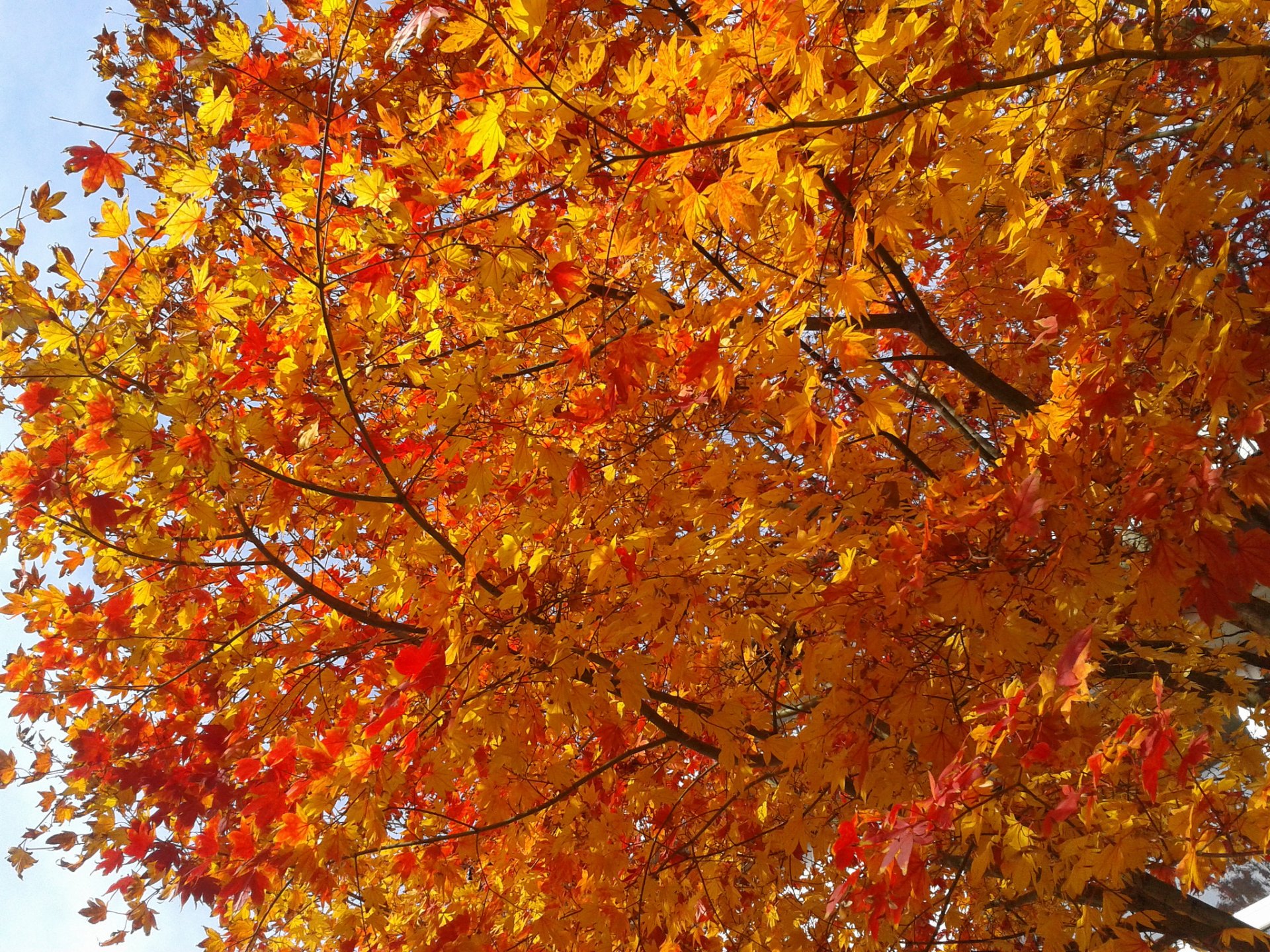 arbre branches feuilles pourpre automne