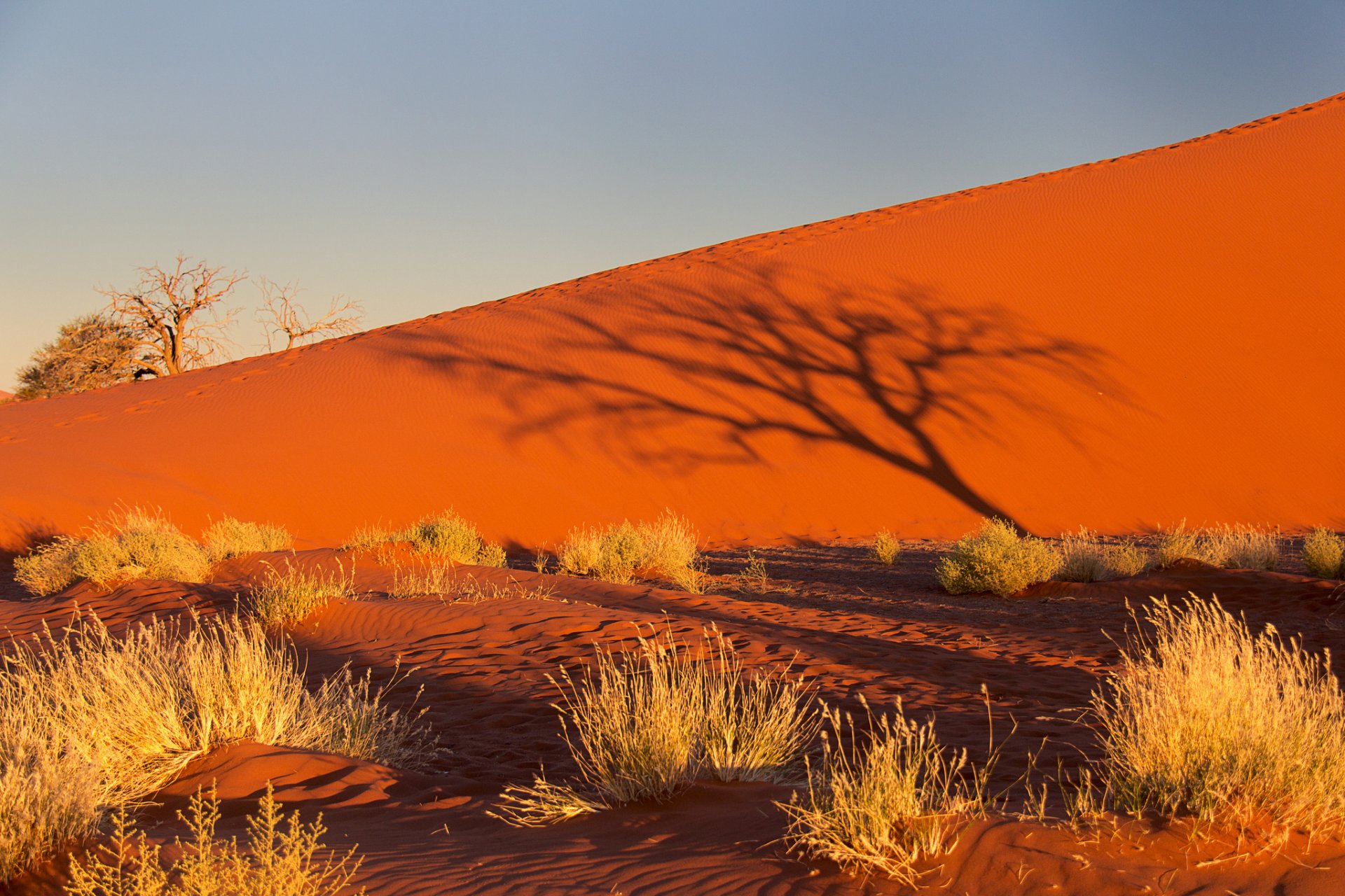 namibia afryka pustynia namib niebo zachód słońca cień drzewo krzew piasek barchan