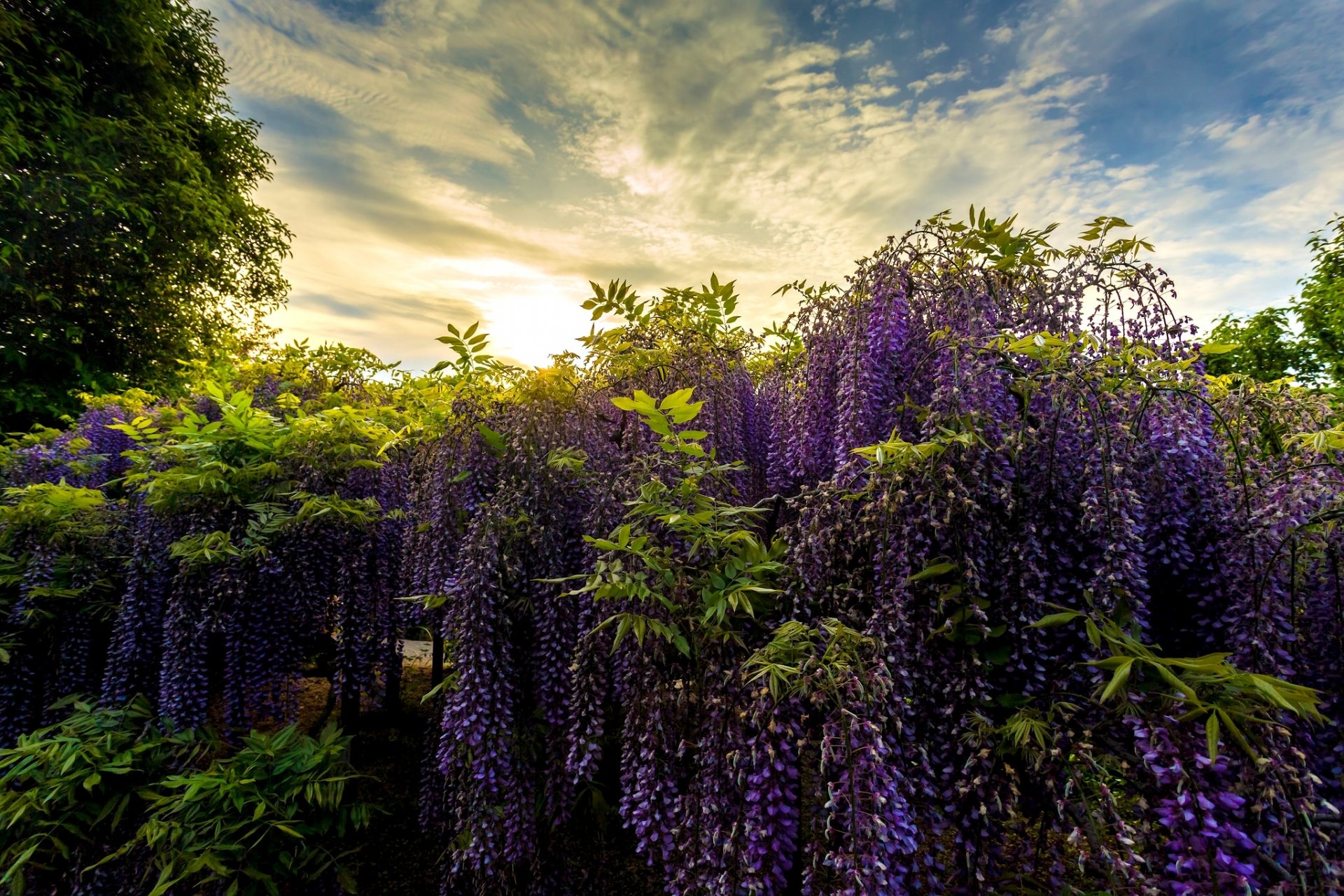 ashikaga flower park japan ashikaga flower park park wisteria wisteria