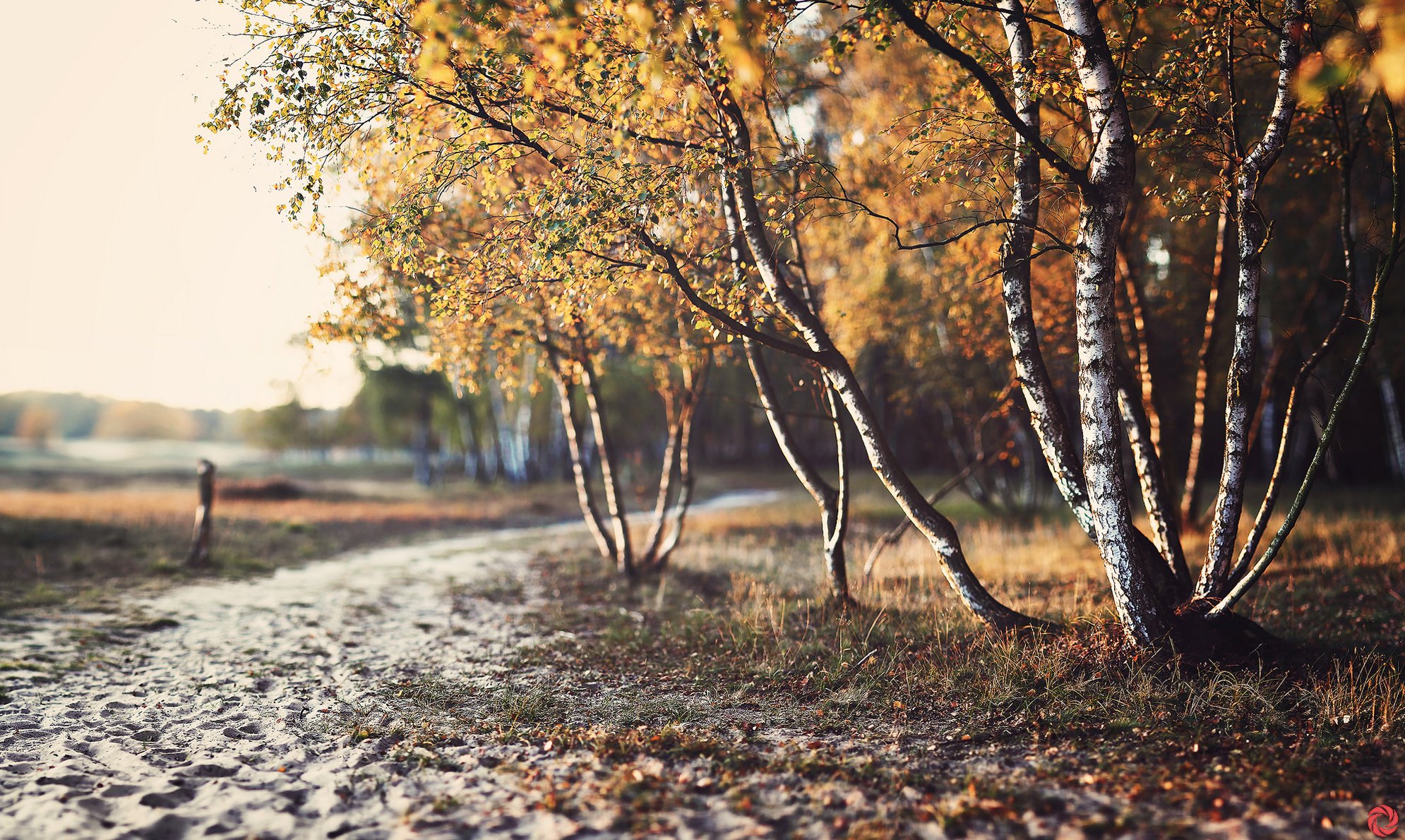 natura autunno alberi fogliame