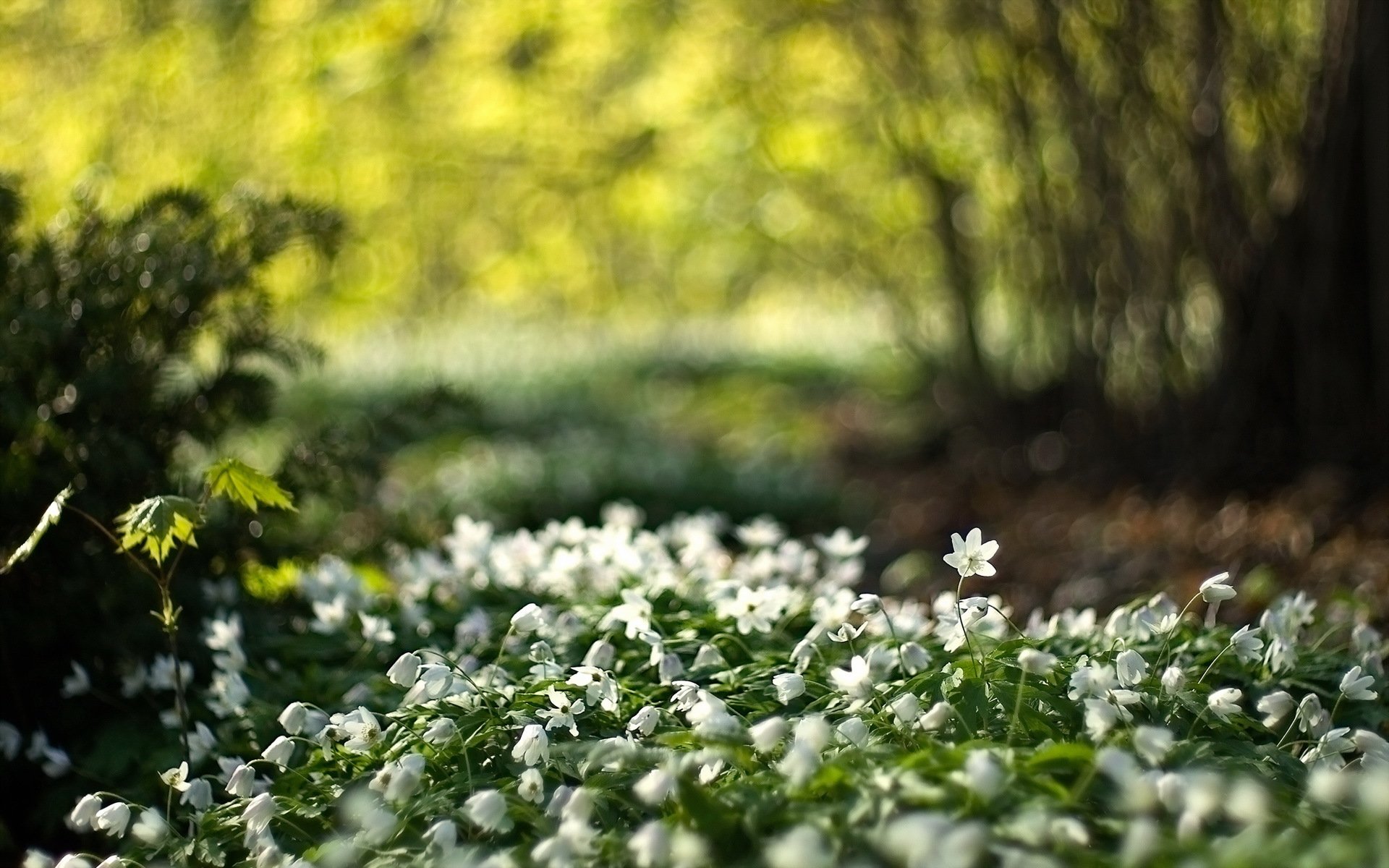 flores naturaleza luz