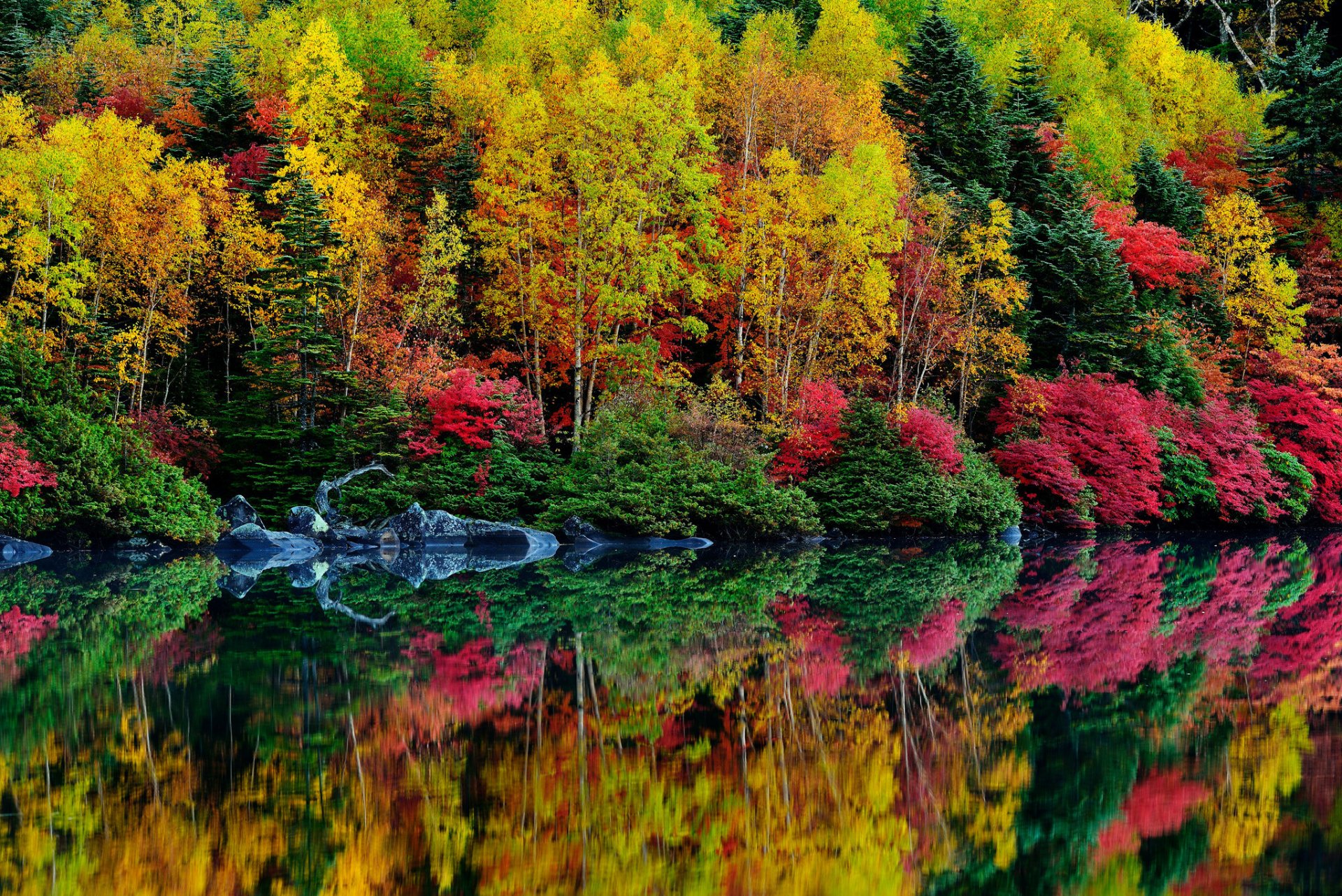 wald bäume büsche fluss herbst blätter purpurrot