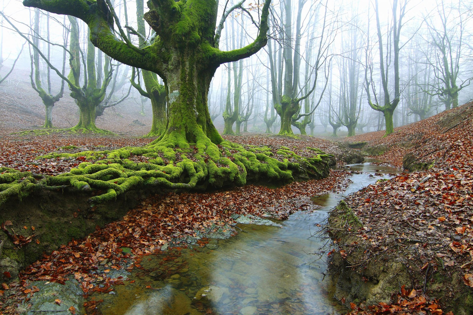 bosque árboles arroyo raíces musgo otoño