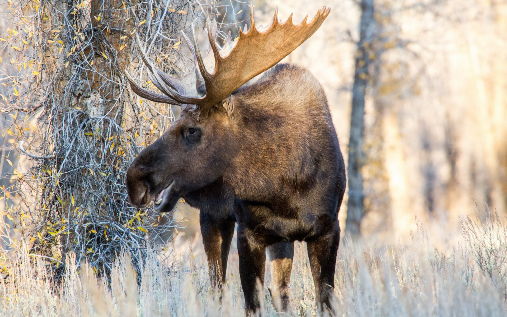 elk natura tło