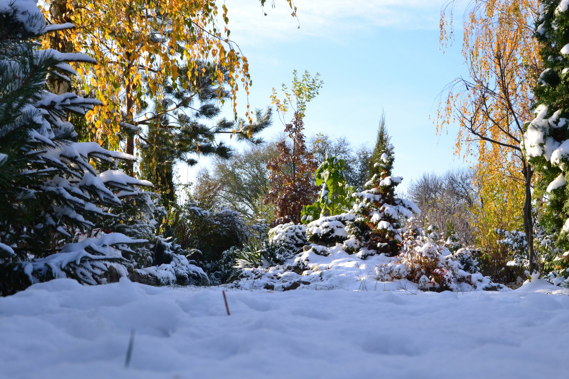 automne hiver paysage nature neige beauté