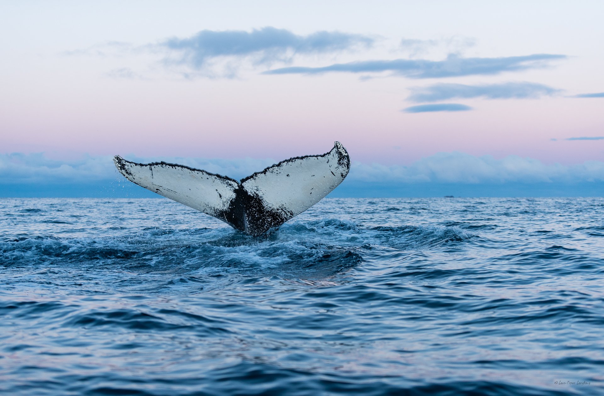 ballena mar naturaleza