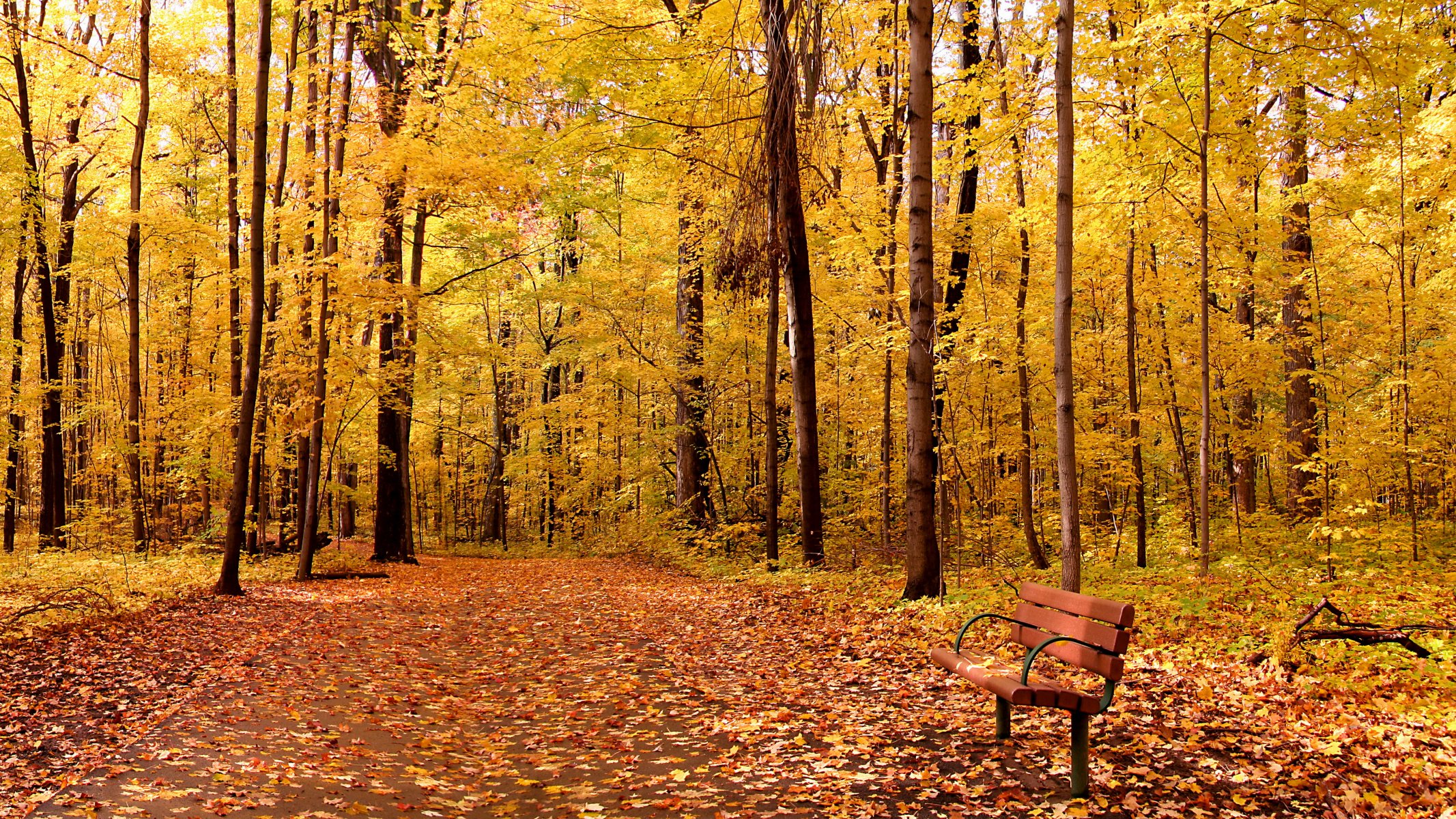 automne parc arbre nature paysage feuilles arbres