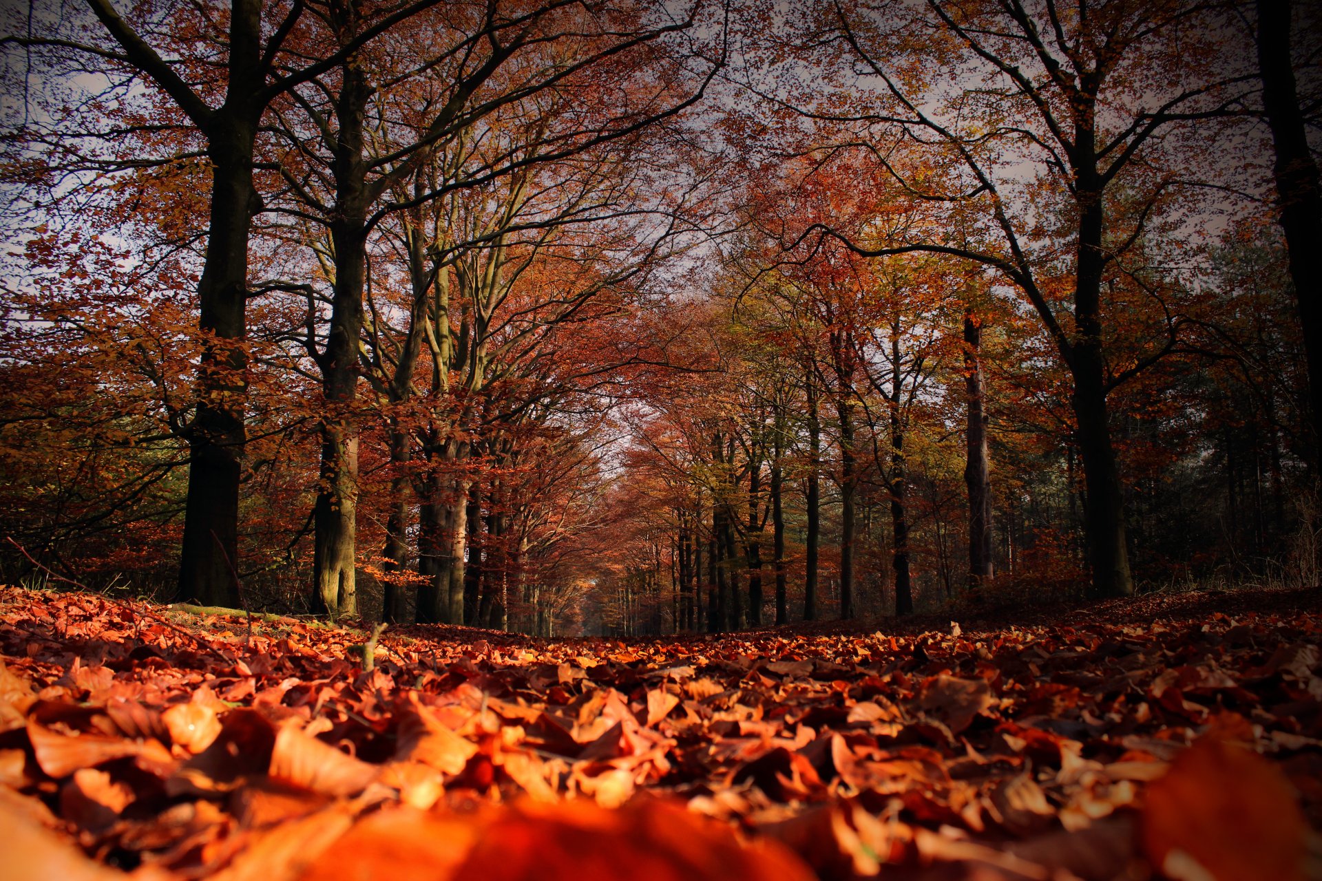 autunno alberi foglie caduta delle foglie