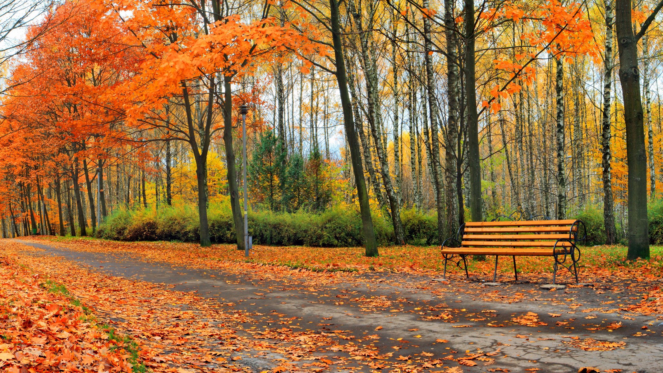 autunno parco albero natura paesaggio foglie alberi