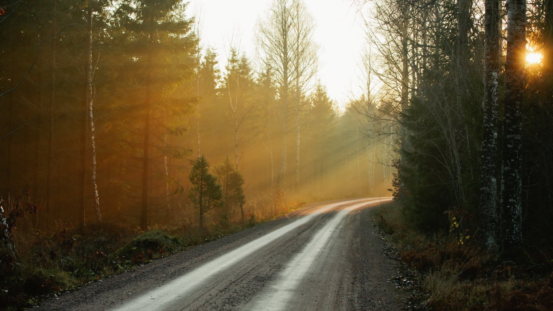 morgen wald straße nebel natur